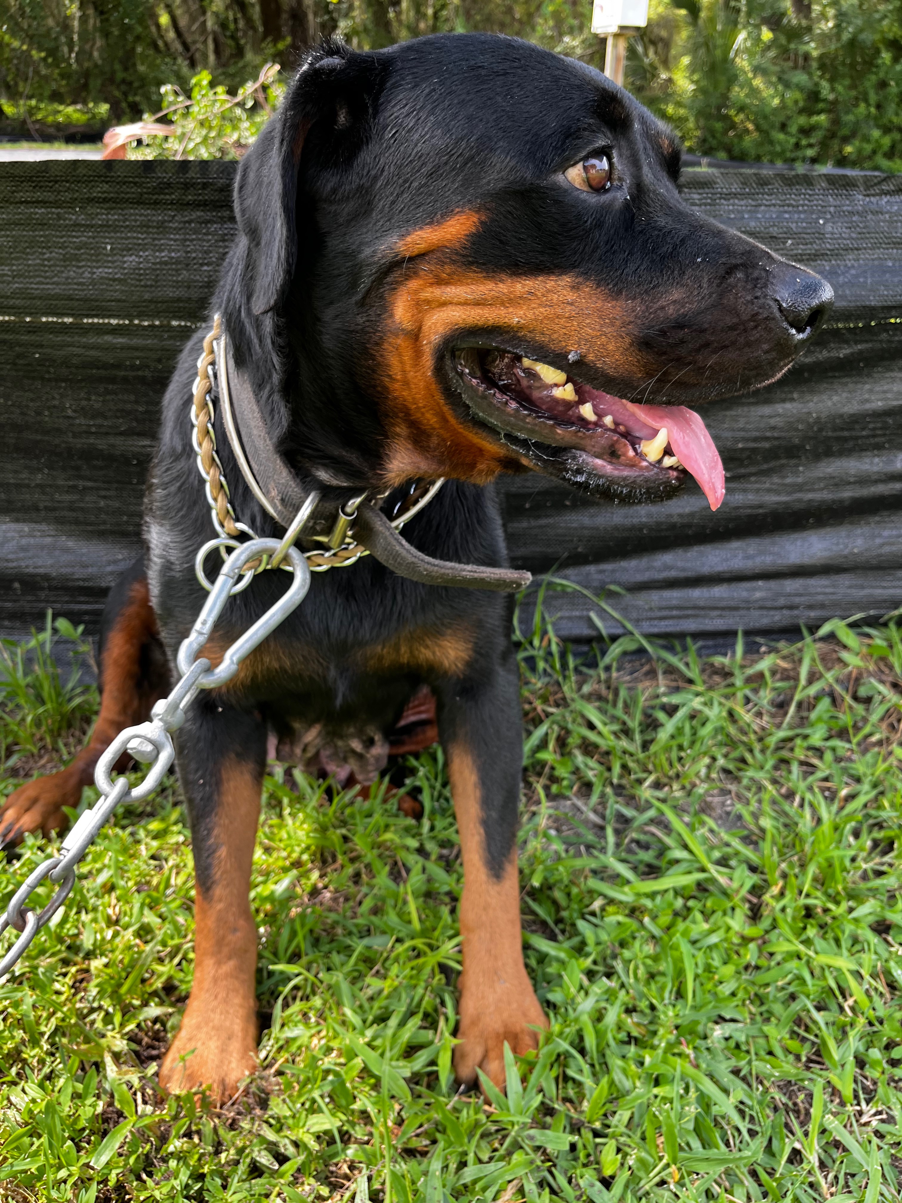 Help Luna Overcome Her Health Struggles campaign photo, 5 of 6