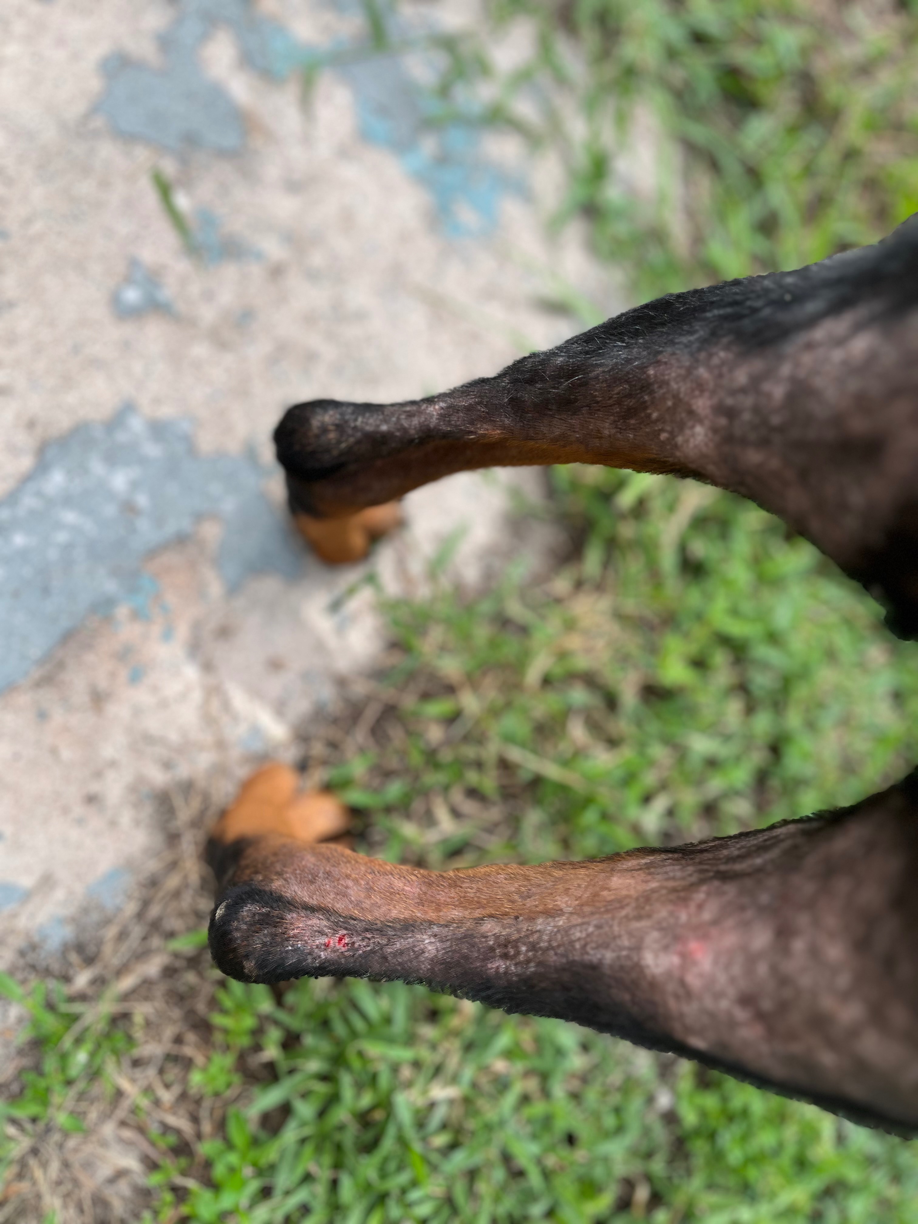 Help Luna Overcome Her Health Struggles campaign photo, 4 of 6