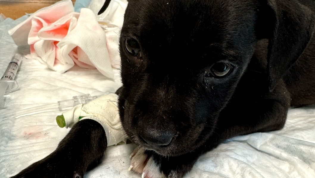 Help Lemmy the puppy's fight with parvo virus photo