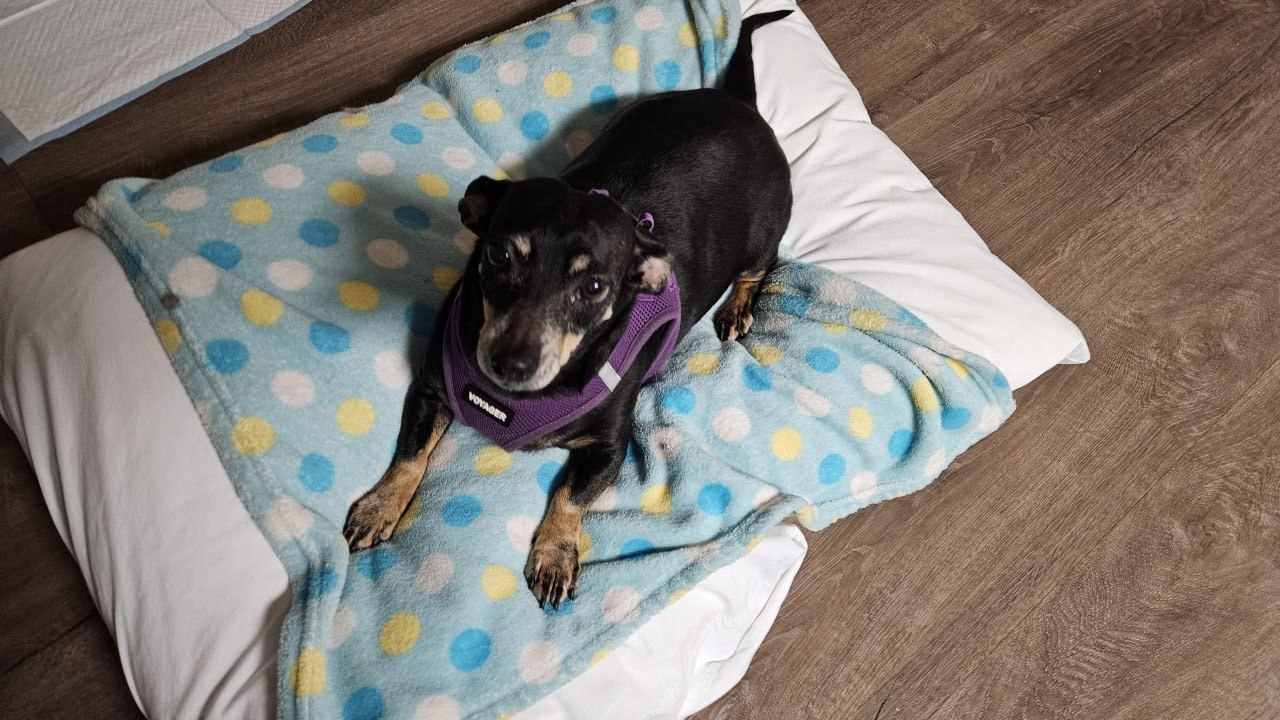 Help save Maxine my emotional support dog. campaign photo, 7 of 8