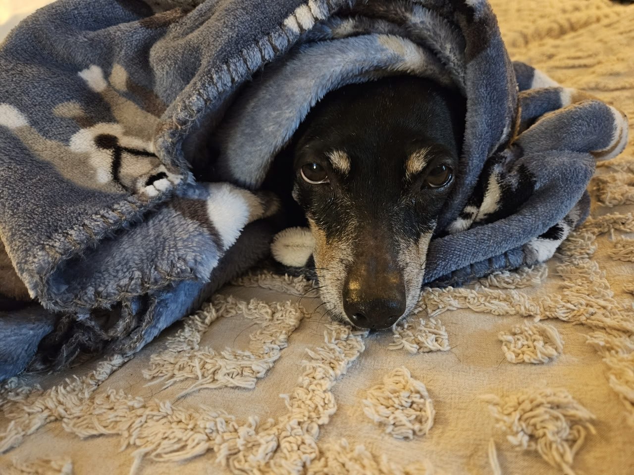 Help save Maxine my emotional support dog. campaign photo, 2 of 8