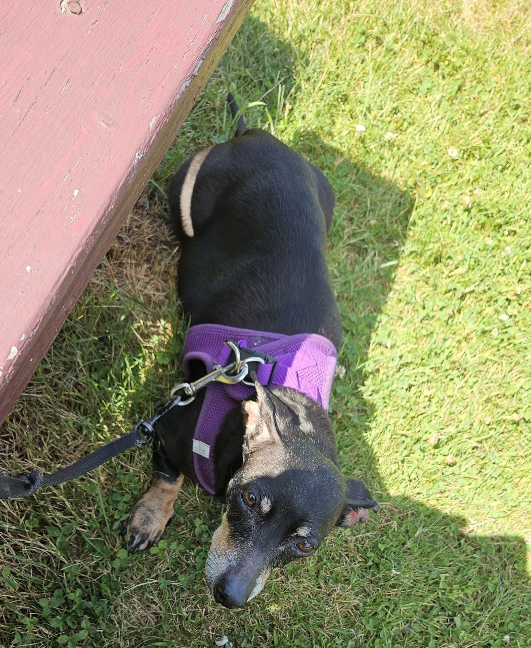 Help save Maxine my emotional support dog. campaign photo, 4 of 8