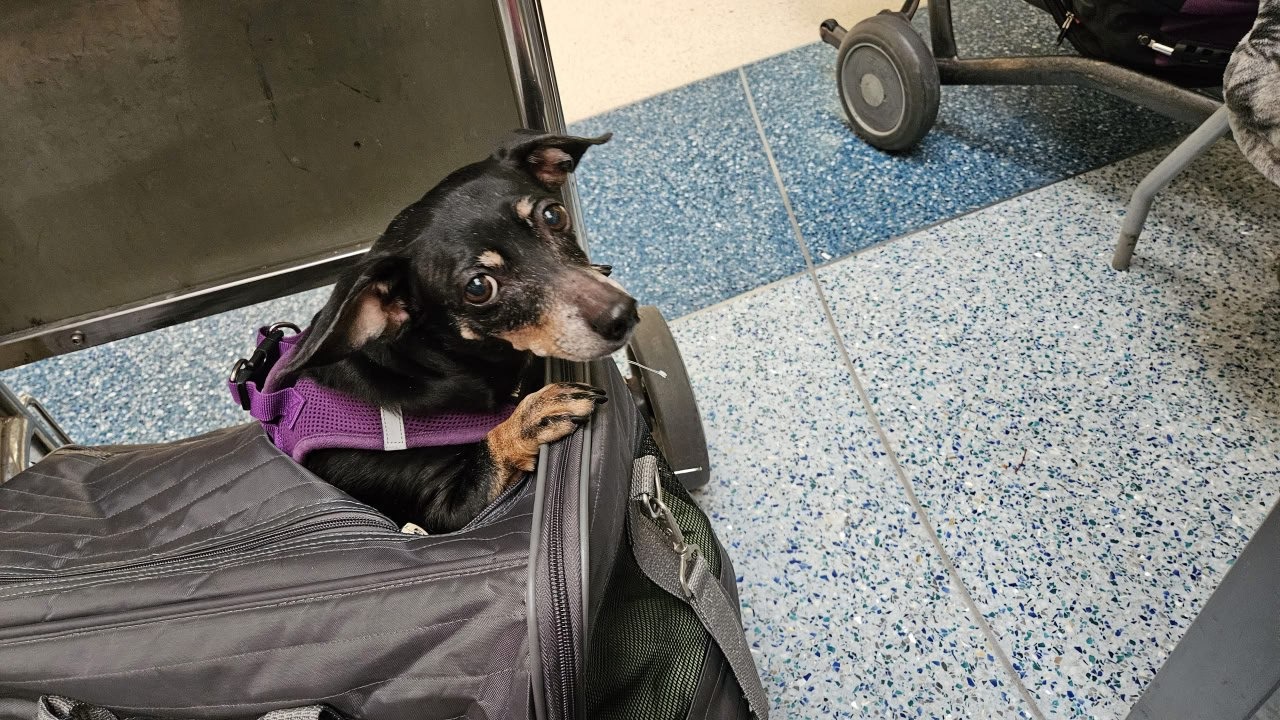 Help save Maxine my emotional support dog. campaign photo, 5 of 8