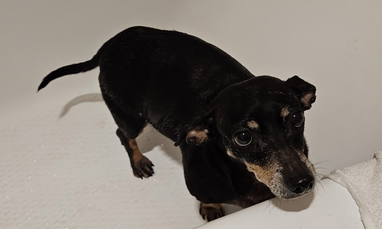 Help save Maxine my emotional support dog. campaign photo, 6 of 8