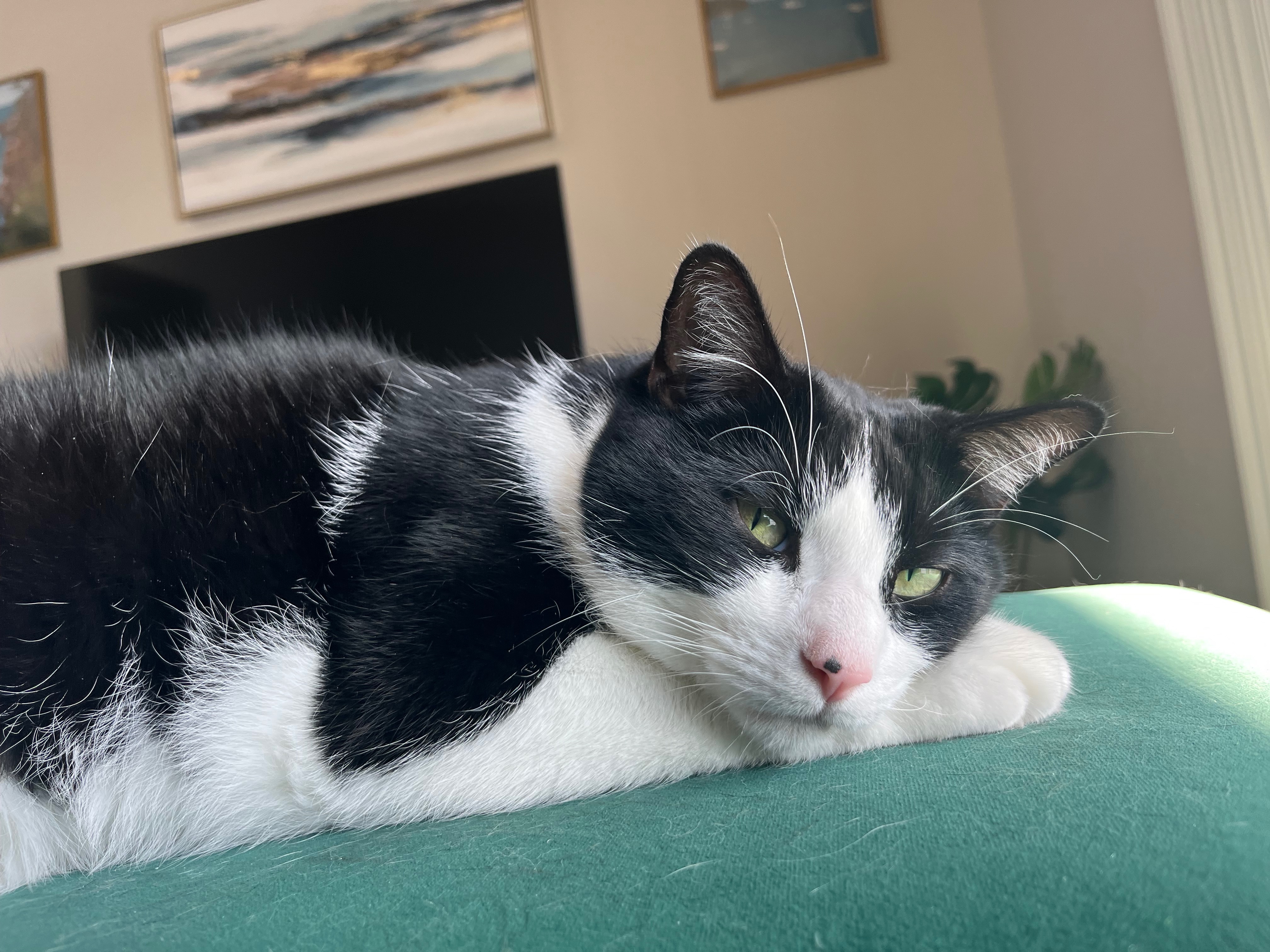 Help Us Save Oscar’s Life campaign photo, 5 of 8