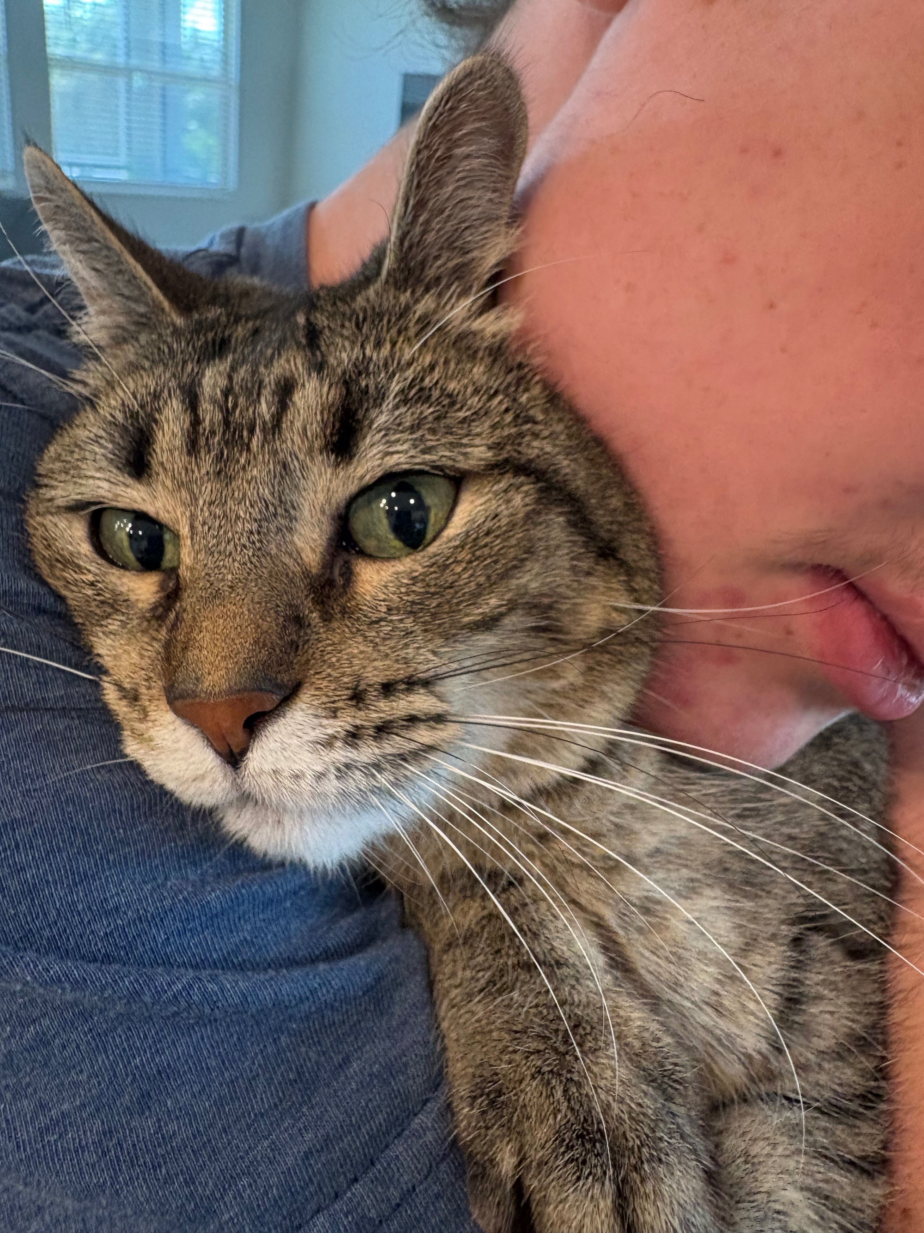 Second Chance for Mira: A Rescue Cat Fighting to Heal campaign photo, 2 of 7