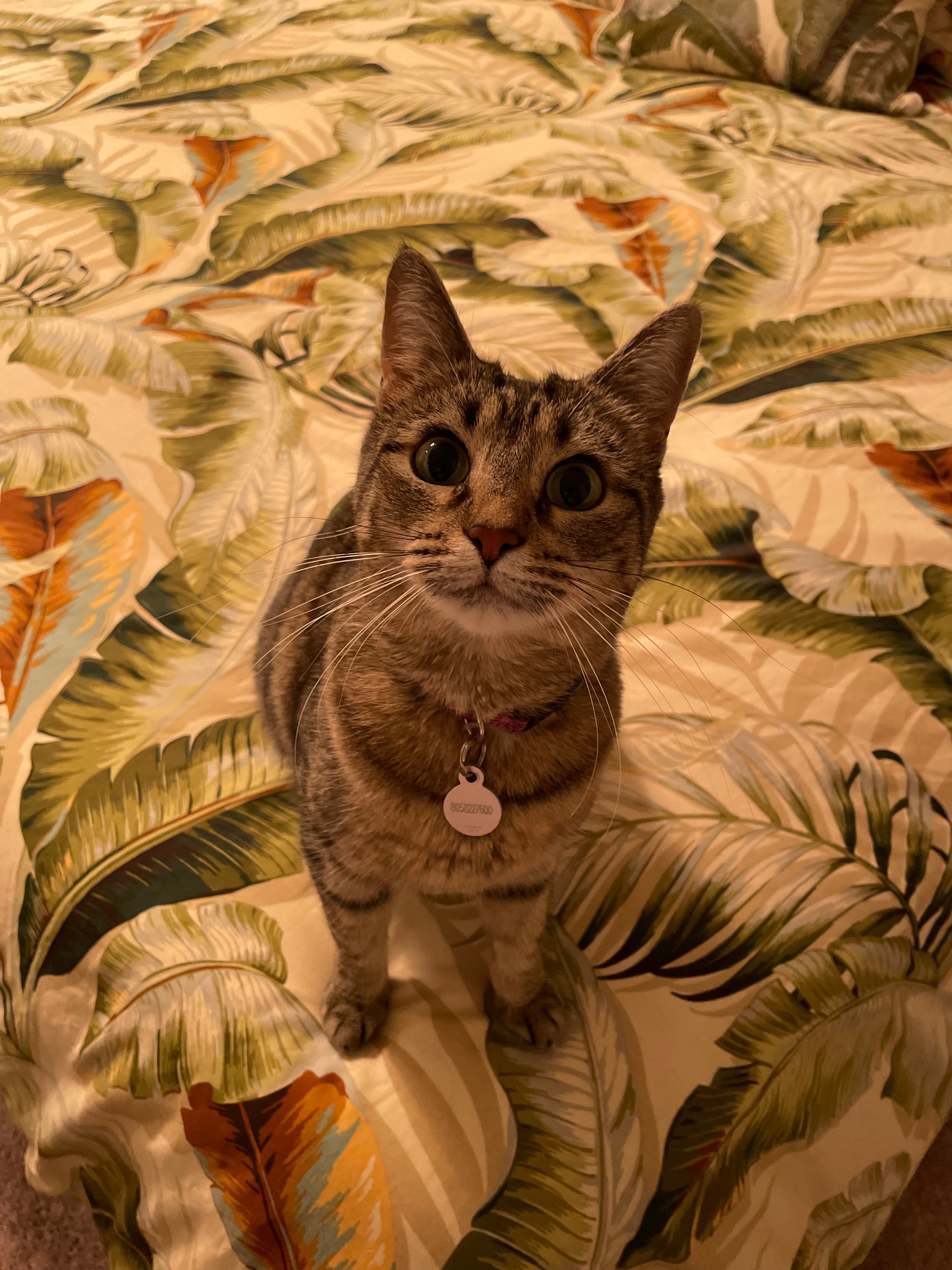 Second Chance for Mira: A Rescue Cat Fighting to Heal campaign photo, 4 of 7