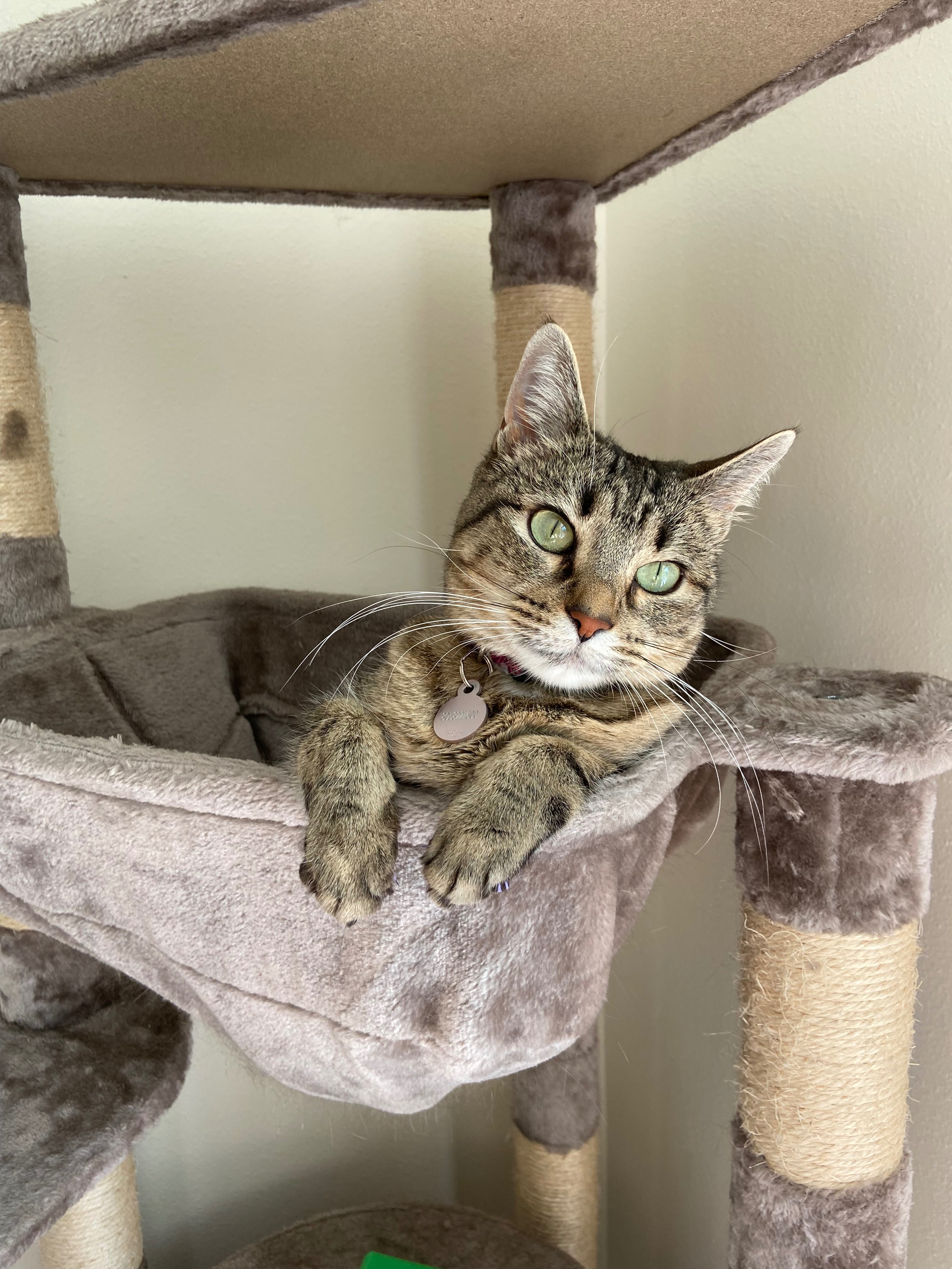 Second Chance for Mira: A Rescue Cat Fighting to Heal campaign photo, 5 of 7