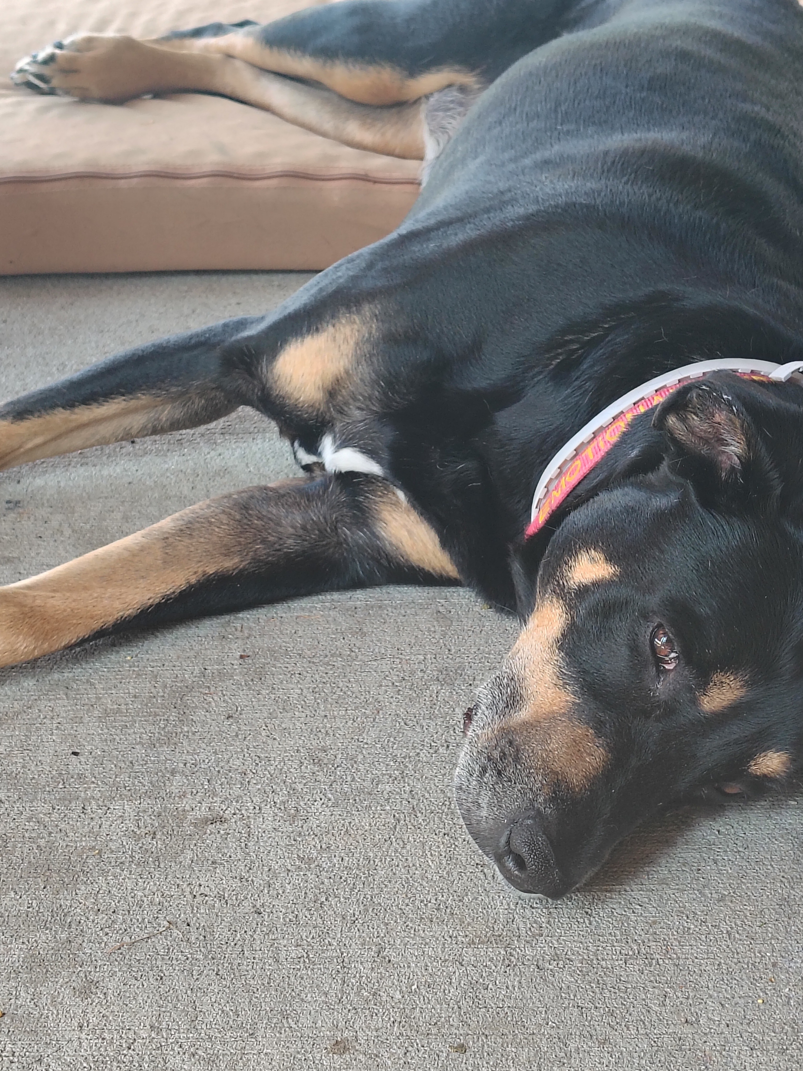 Help Pongo Walk Again: Surgery Fund Needed campaign photo, 4 of 5