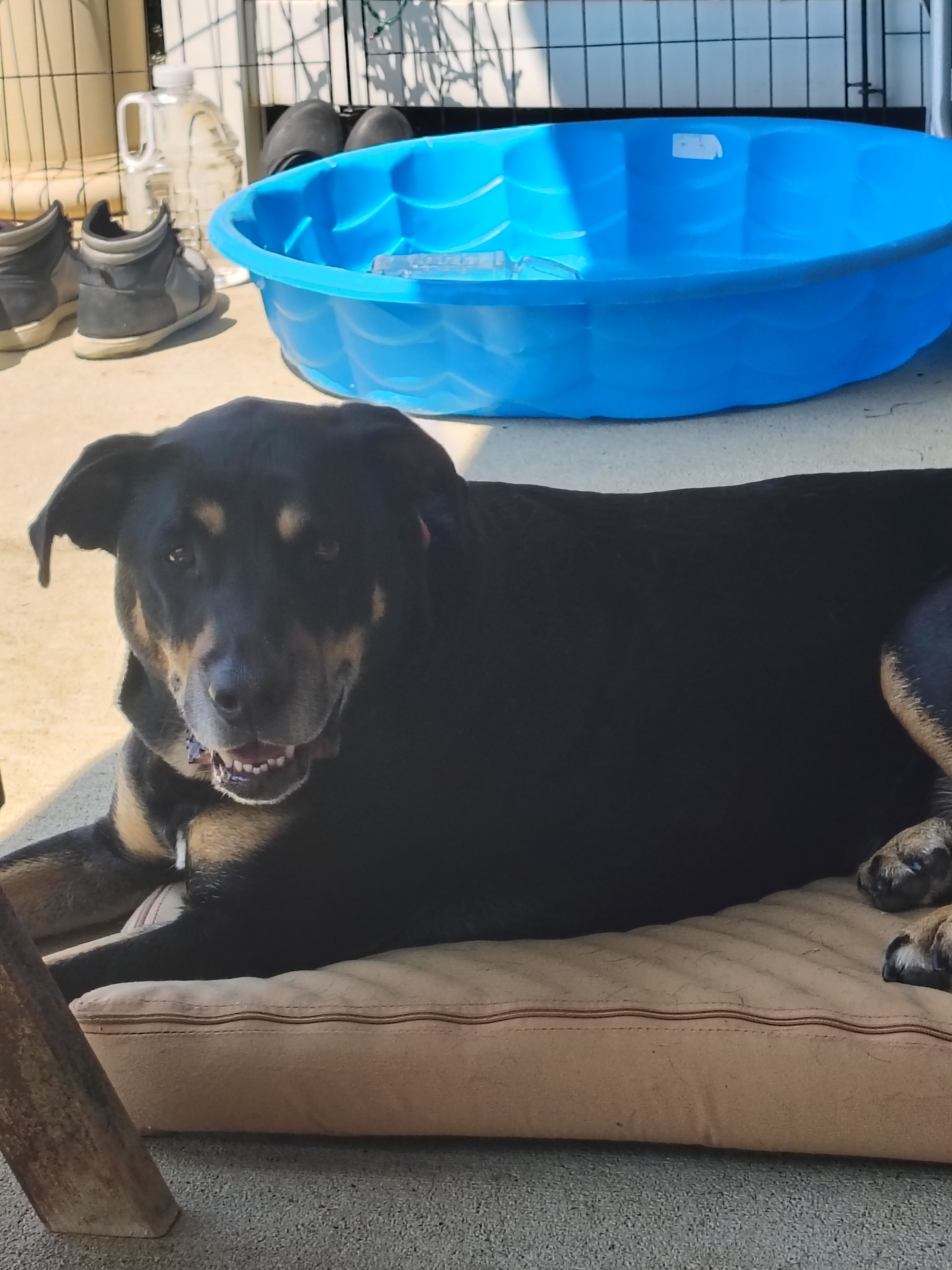 Help Pongo Walk Again: Surgery Fund Needed campaign photo, 2 of 5