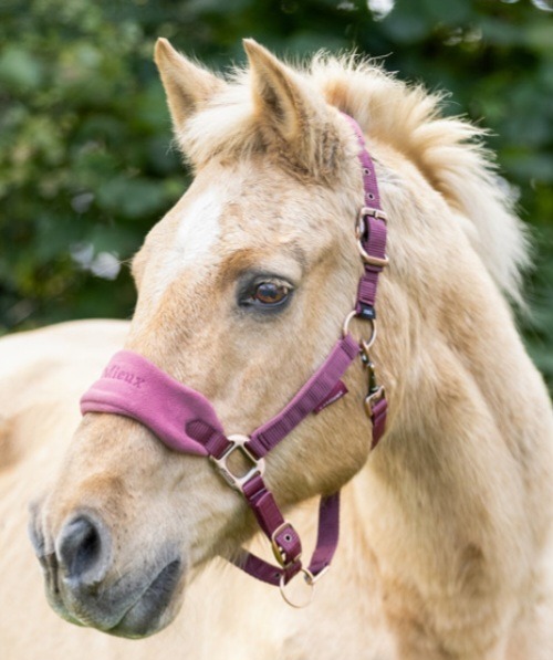 Help us feed our Rescue Horses and Donkeys please campaign photo, 7 of 8
