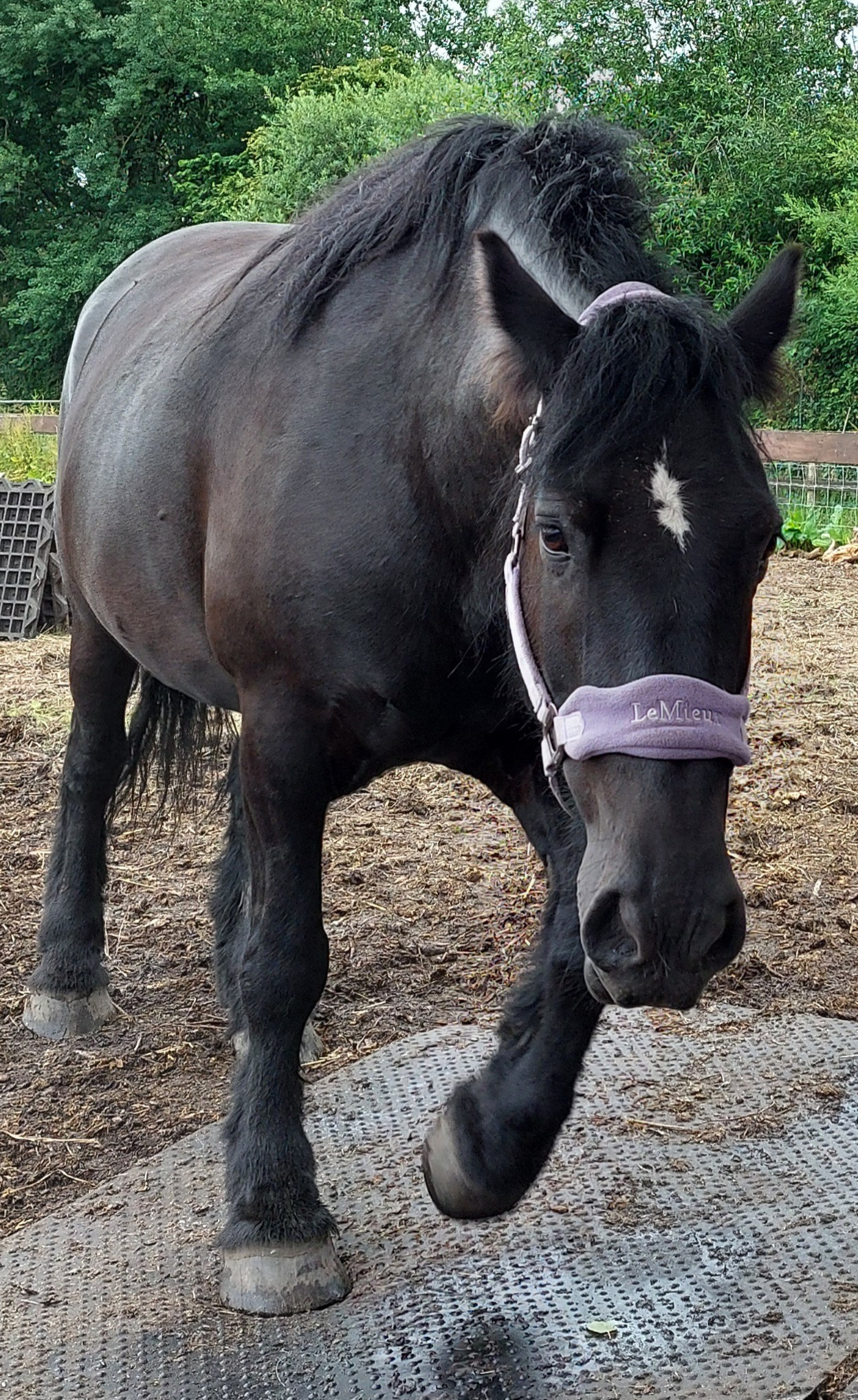 Help us feed our Rescue Horses and Donkeys please campaign photo, 2 of 8