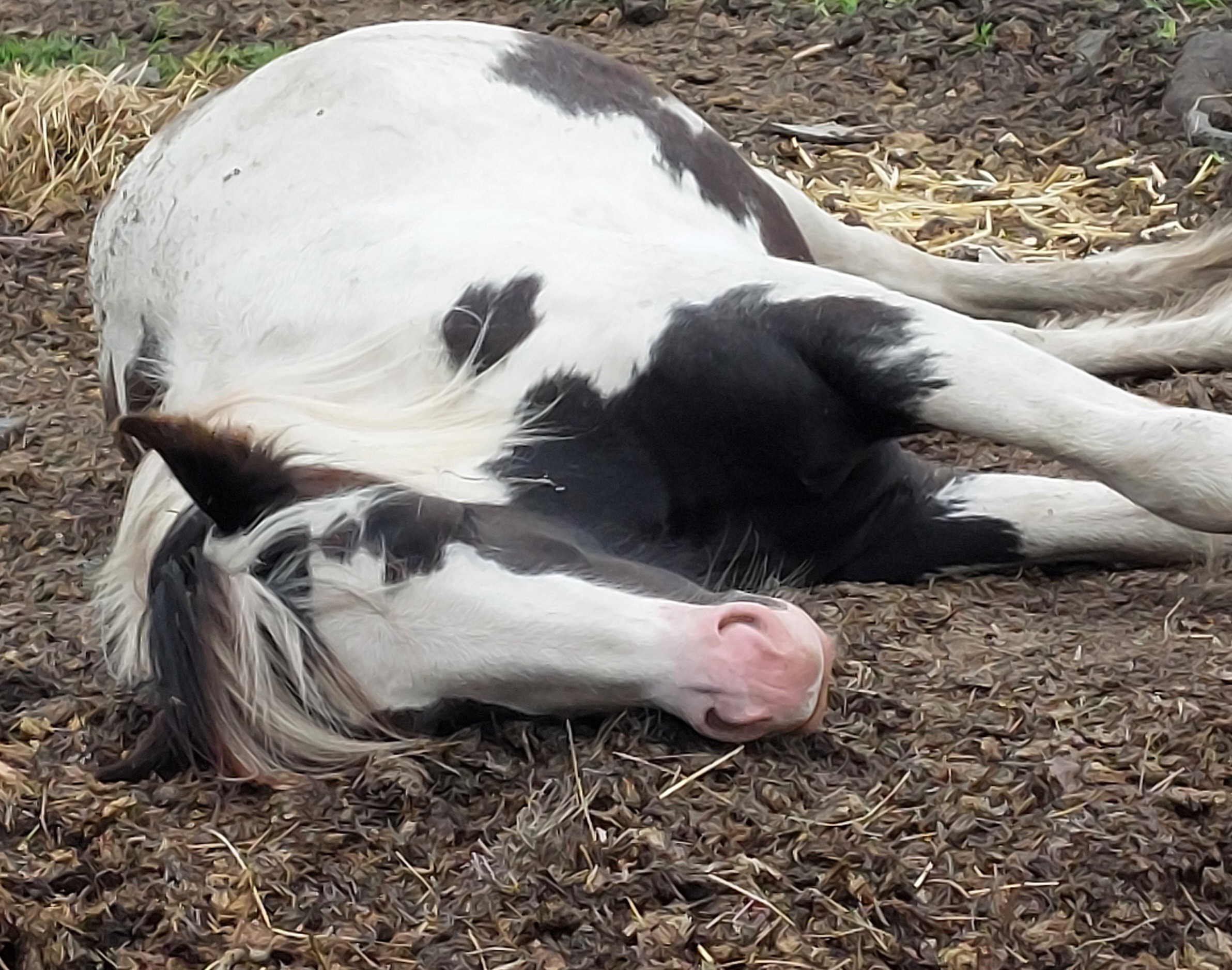 Help us feed our Rescue Horses and Donkeys please campaign photo, 5 of 8
