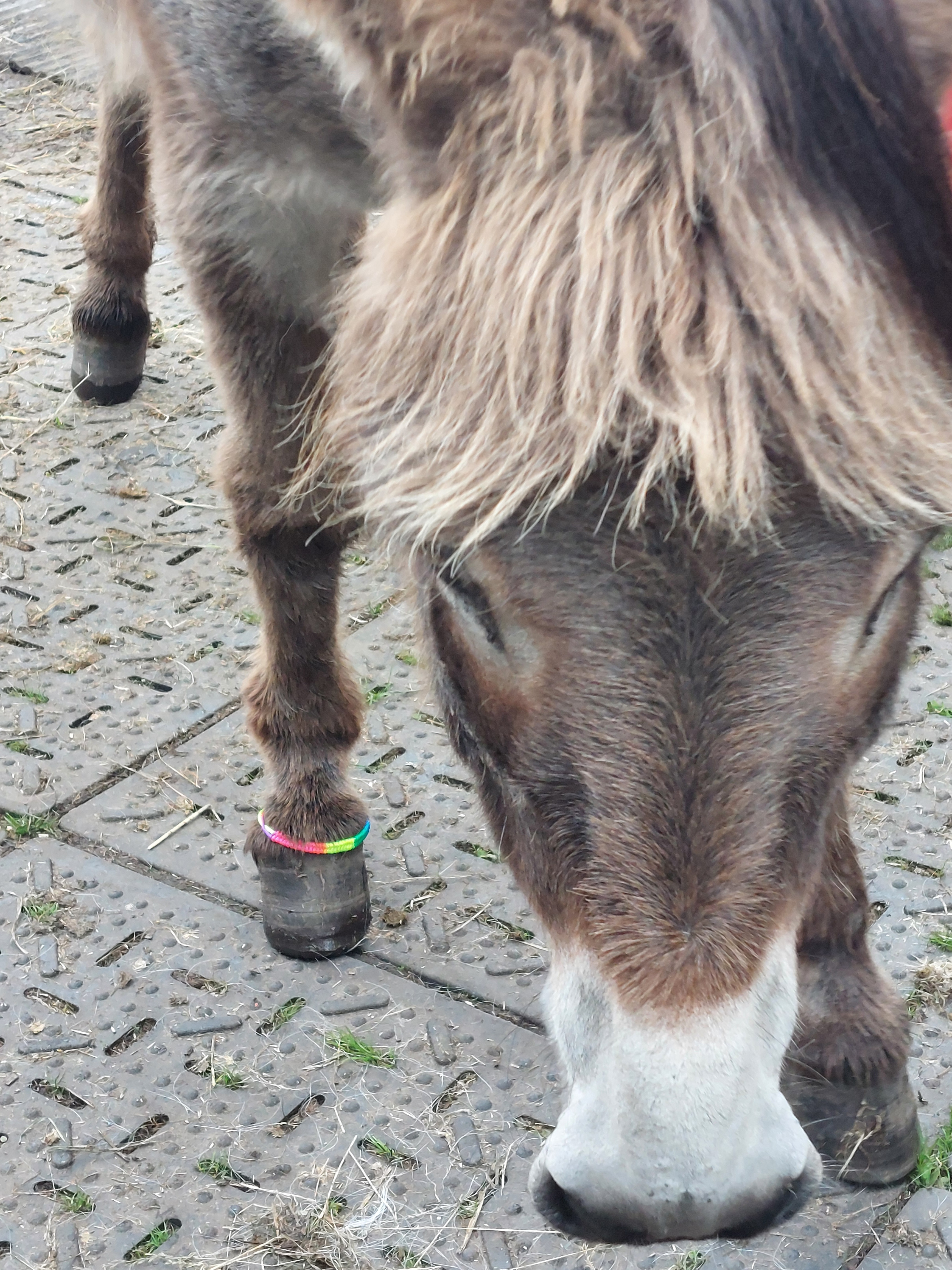 Help us feed our Rescue Horses and Donkeys please campaign photo, 6 of 8