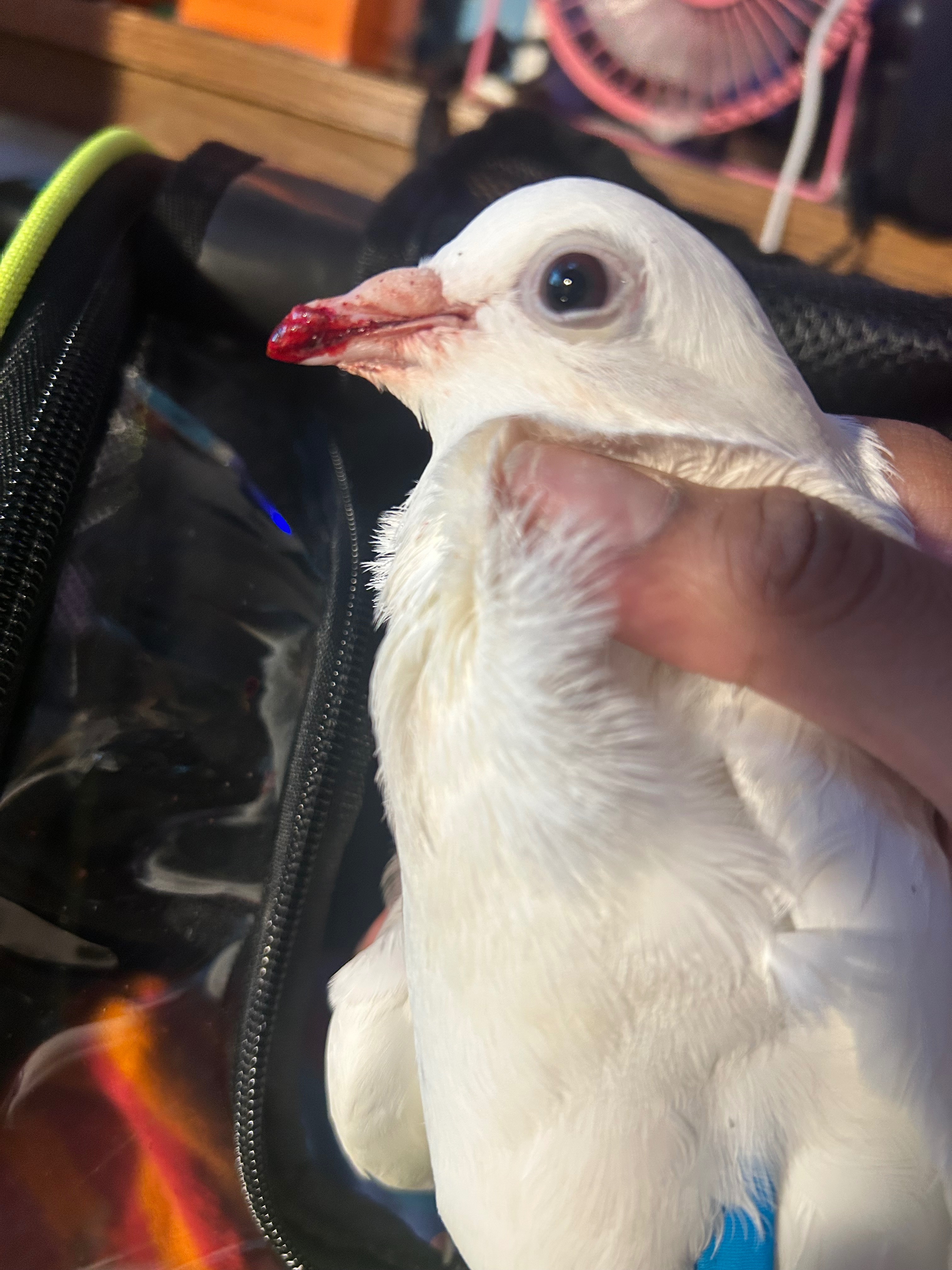 Donate to Save Maeve: Urgent Vet Care Needed campaign photo, 4 of 5