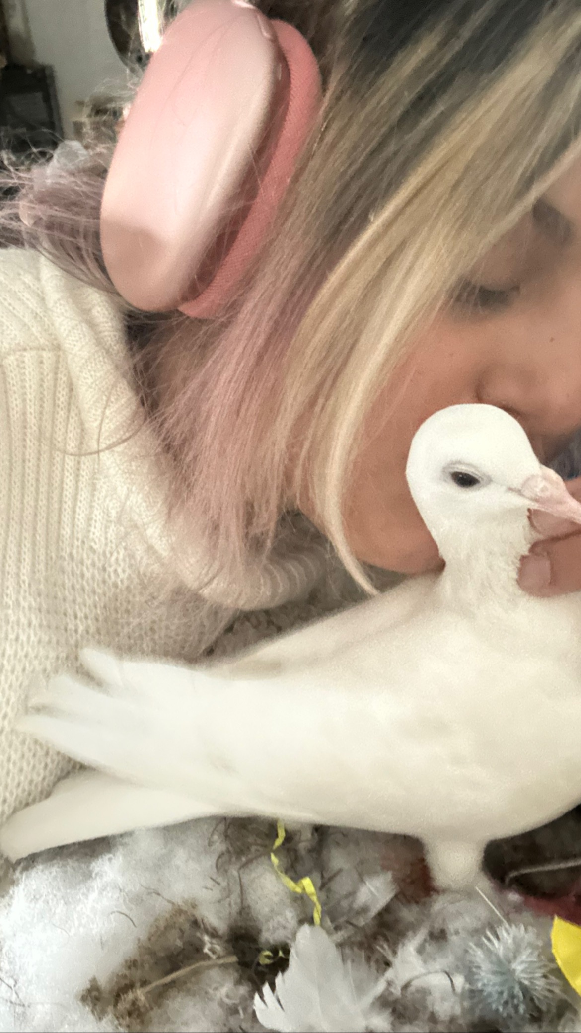 Donate to Save Maeve: Urgent Vet Care Needed campaign photo, 2 of 5