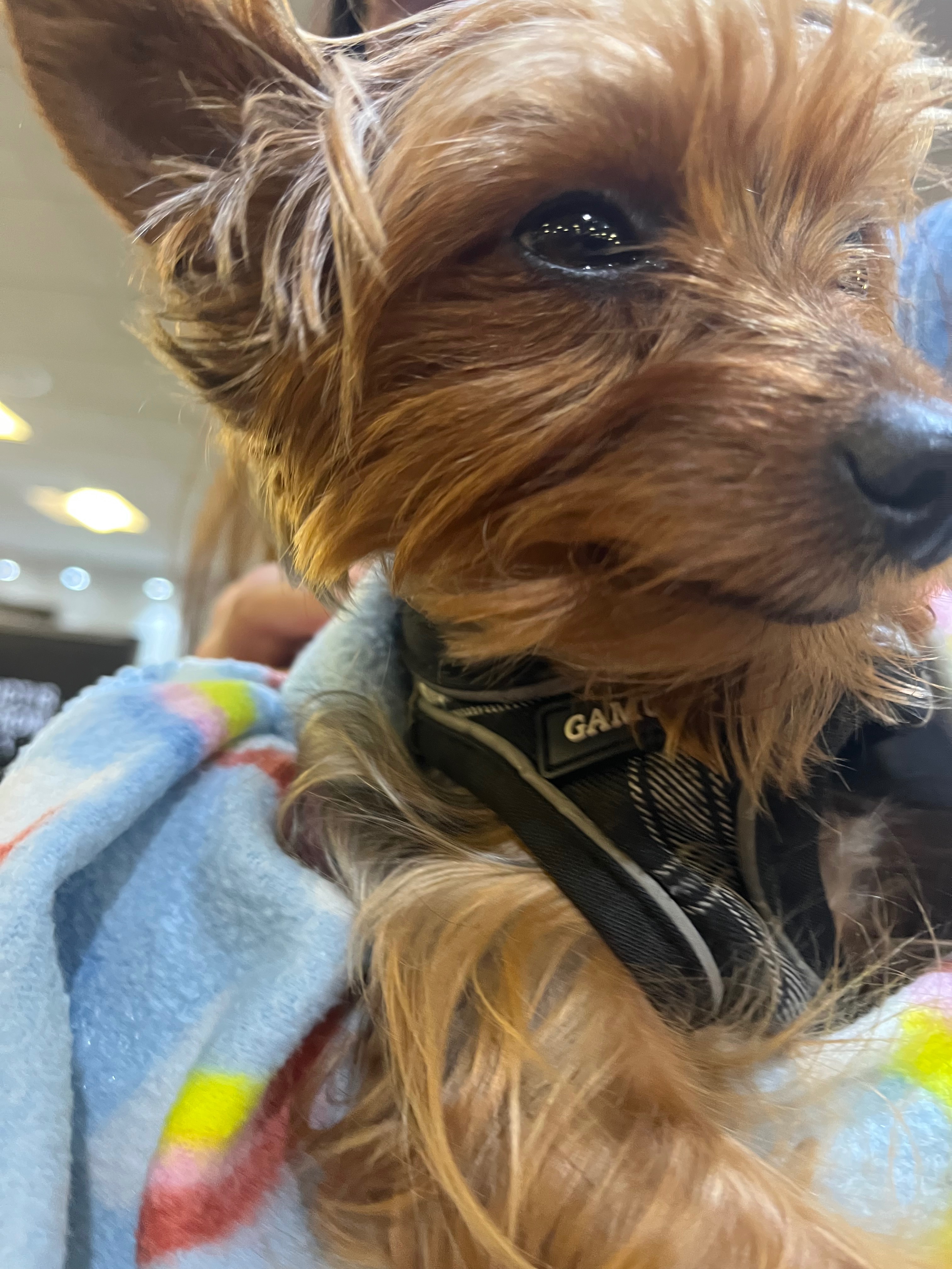 My very sick beloved family dog, 1yr old yorkie, Wolfy campaign photo, 7 of 8