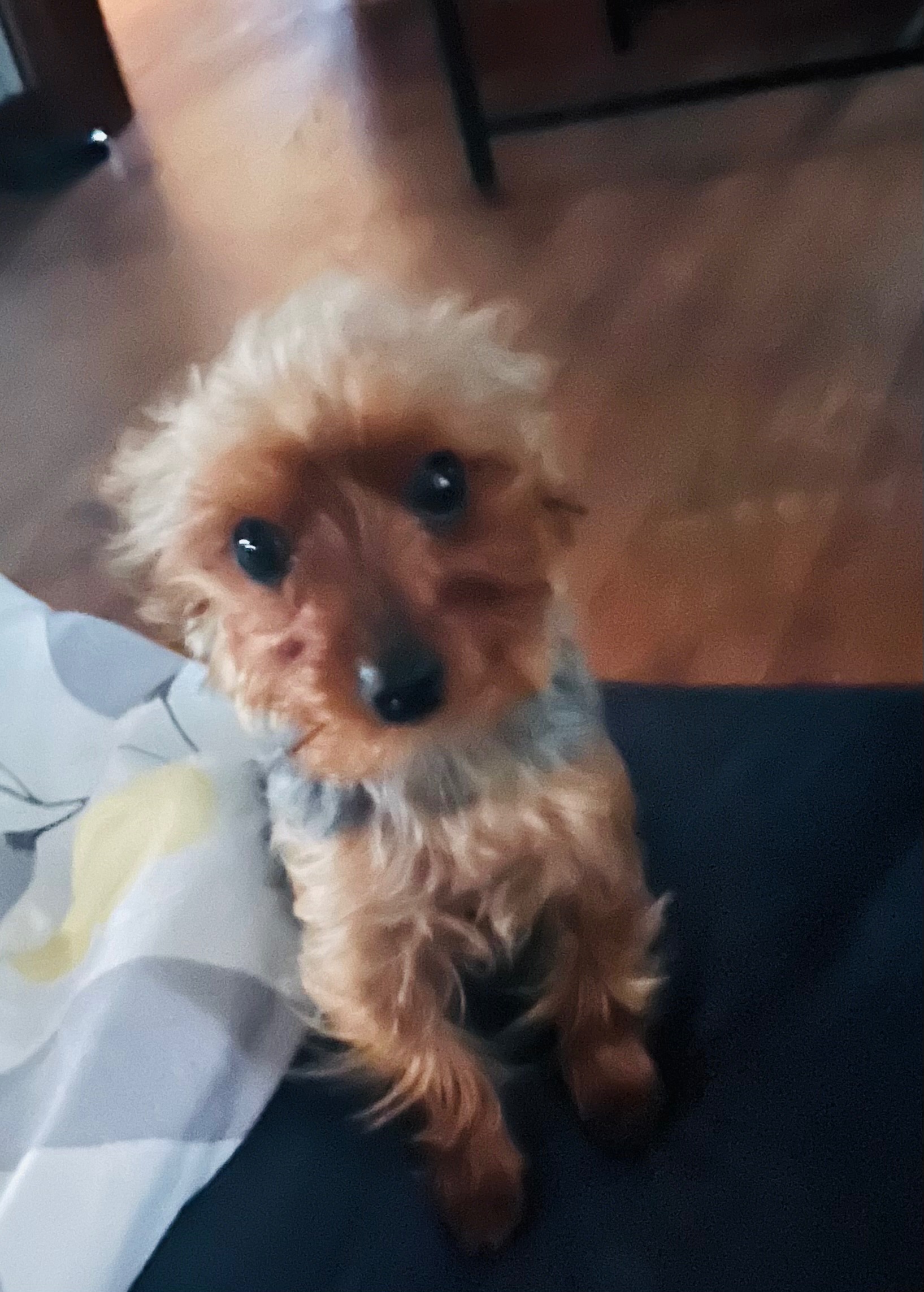 My very sick beloved family dog, 1yr old yorkie, Wolfy campaign photo, 2 of 8