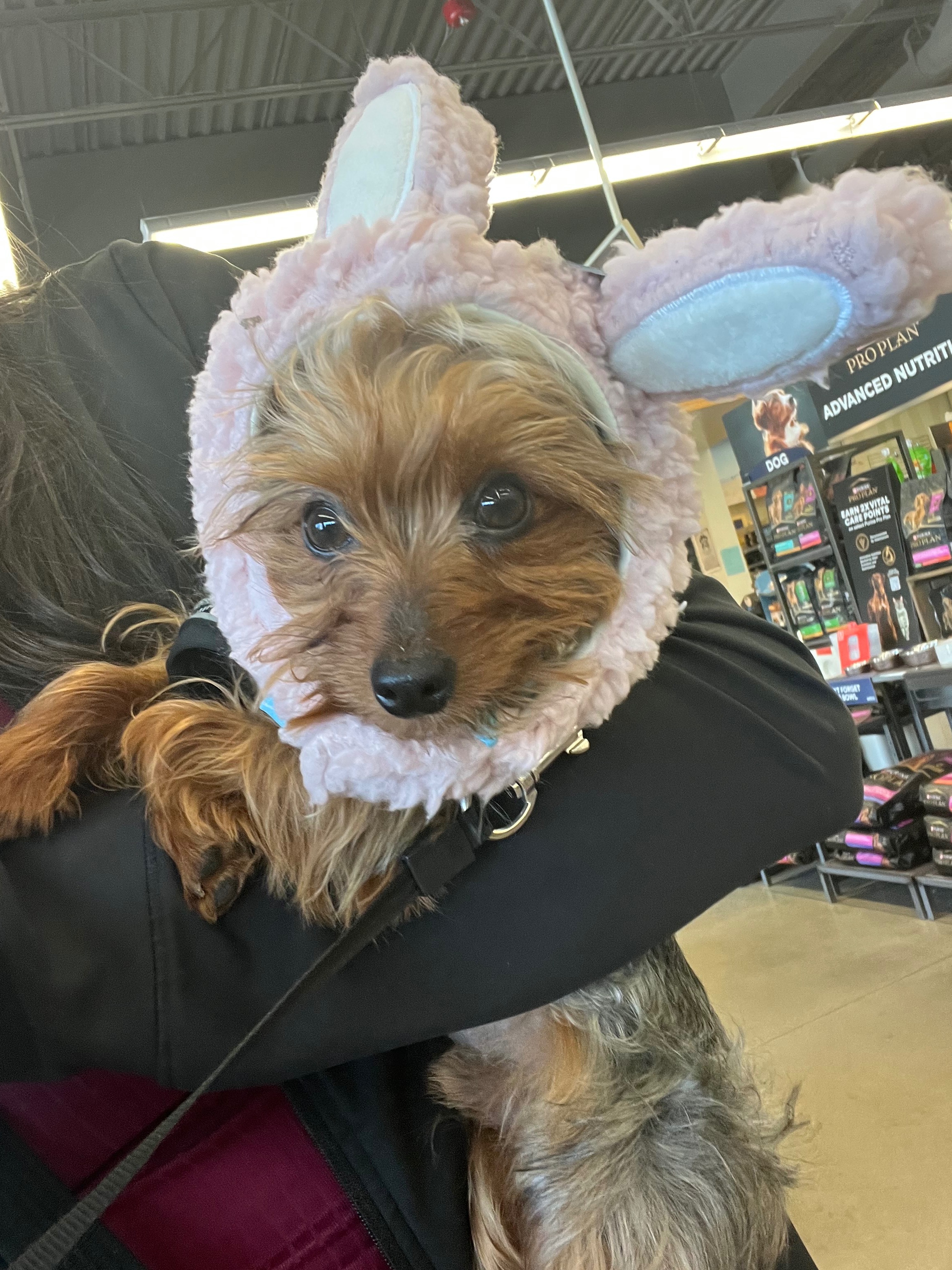 My very sick beloved family dog, 1yr old yorkie, Wolfy campaign photo, 4 of 8