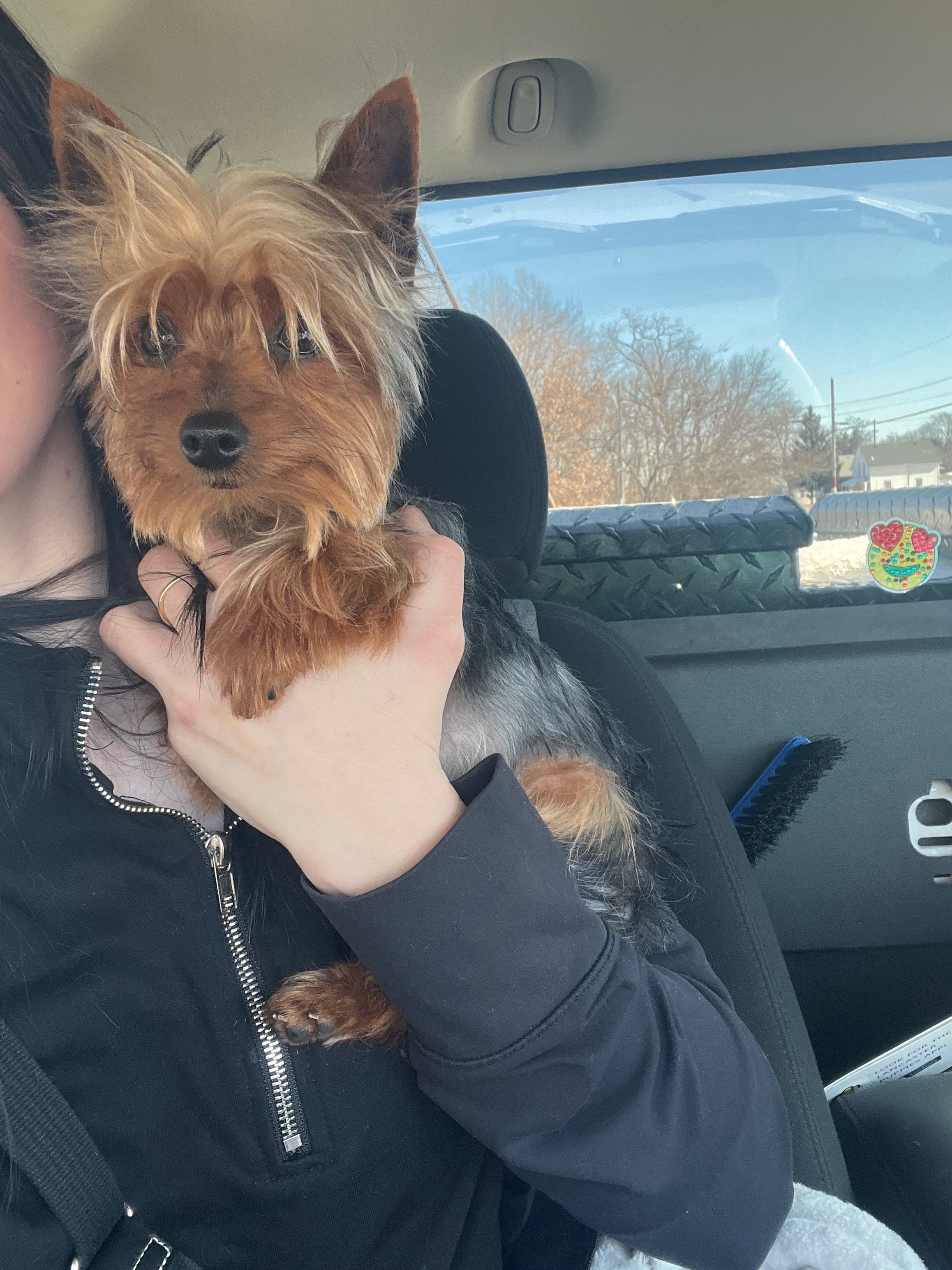 My very sick beloved family dog, 1yr old yorkie, Wolfy campaign photo, 5 of 8