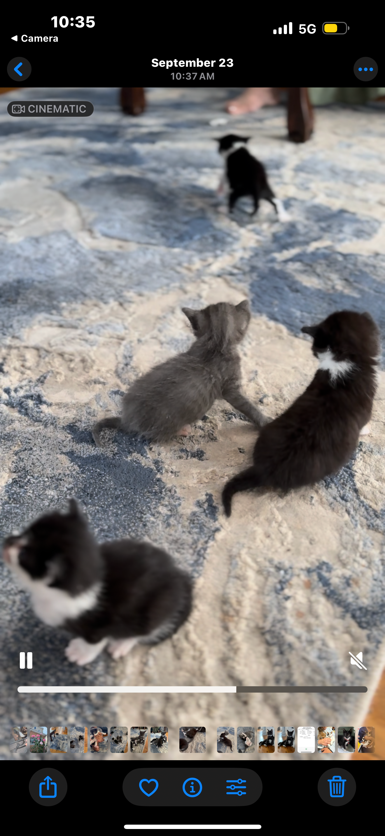 Give Feral Kittens a Second Chance. campaign photo, 4 of 5