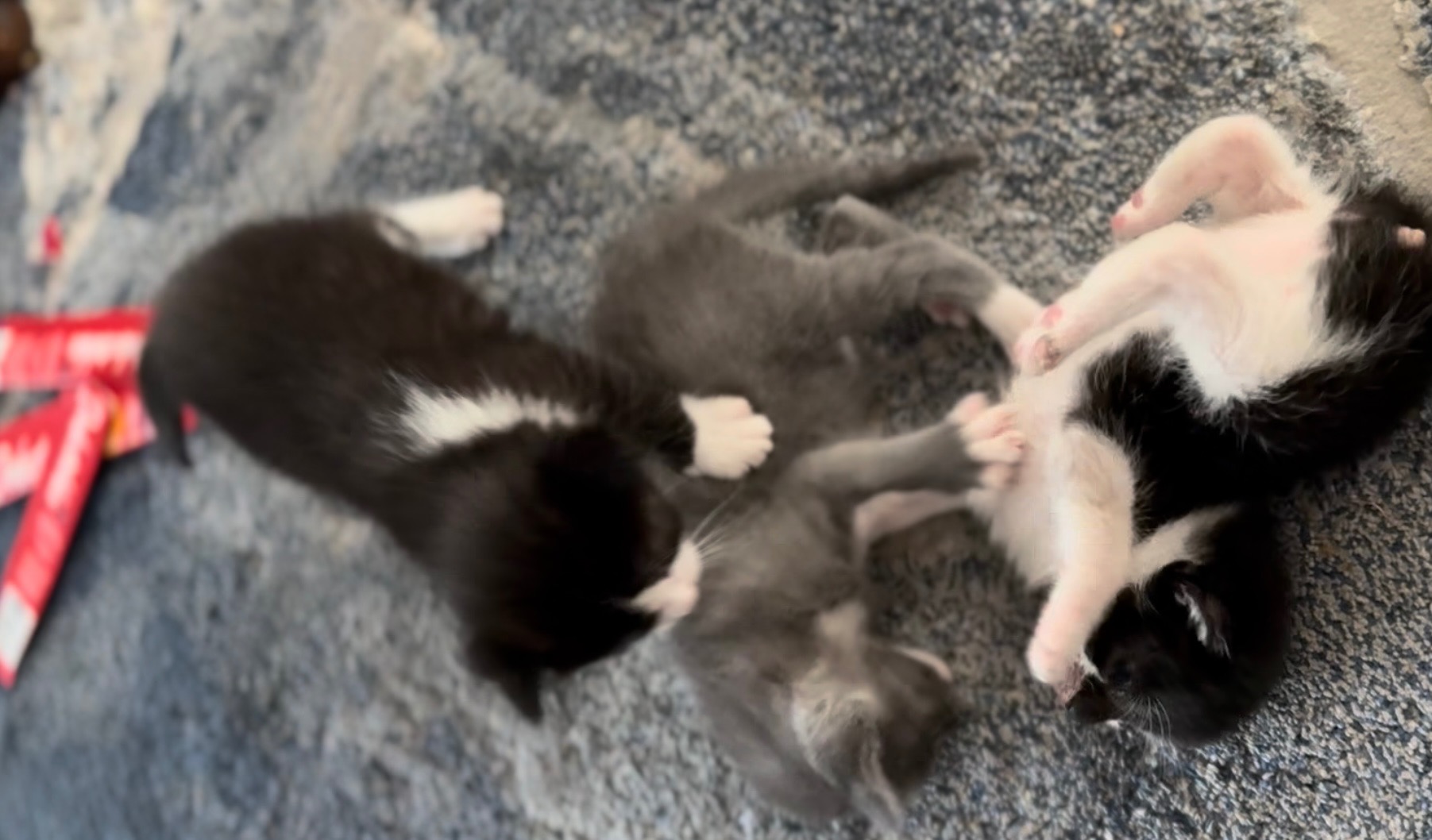 Give Feral Kittens a Second Chance. campaign photo, 2 of 5