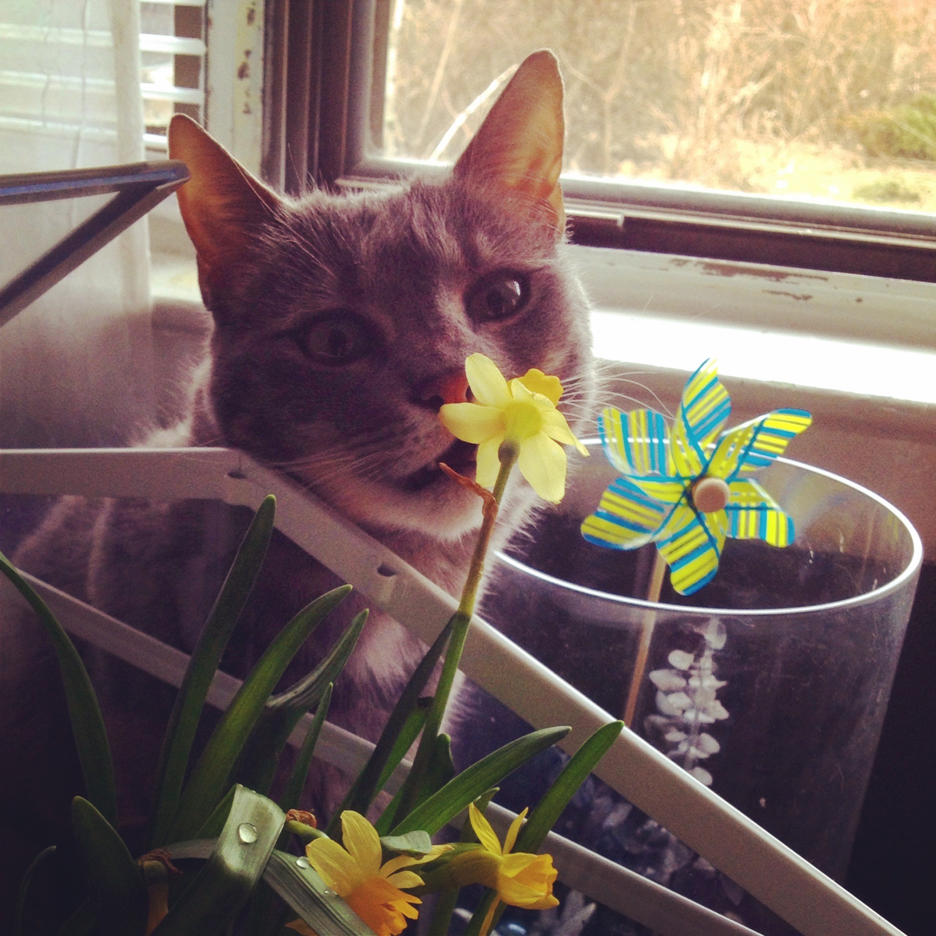 Help Me Give Margo A Peaceful Farewell campaign photo, 4 of 8