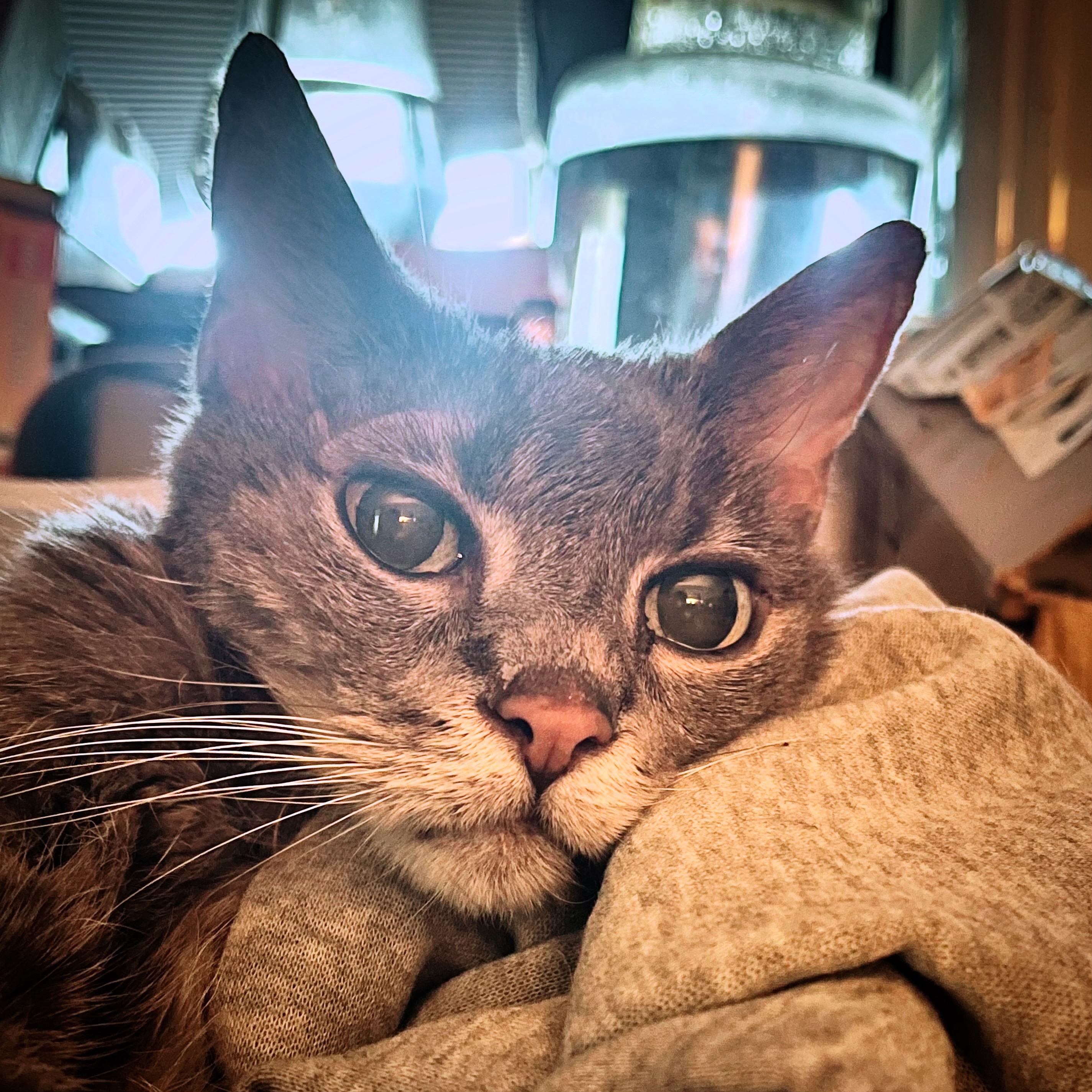 Help Me Give Margo A Peaceful Farewell campaign photo, 6 of 8