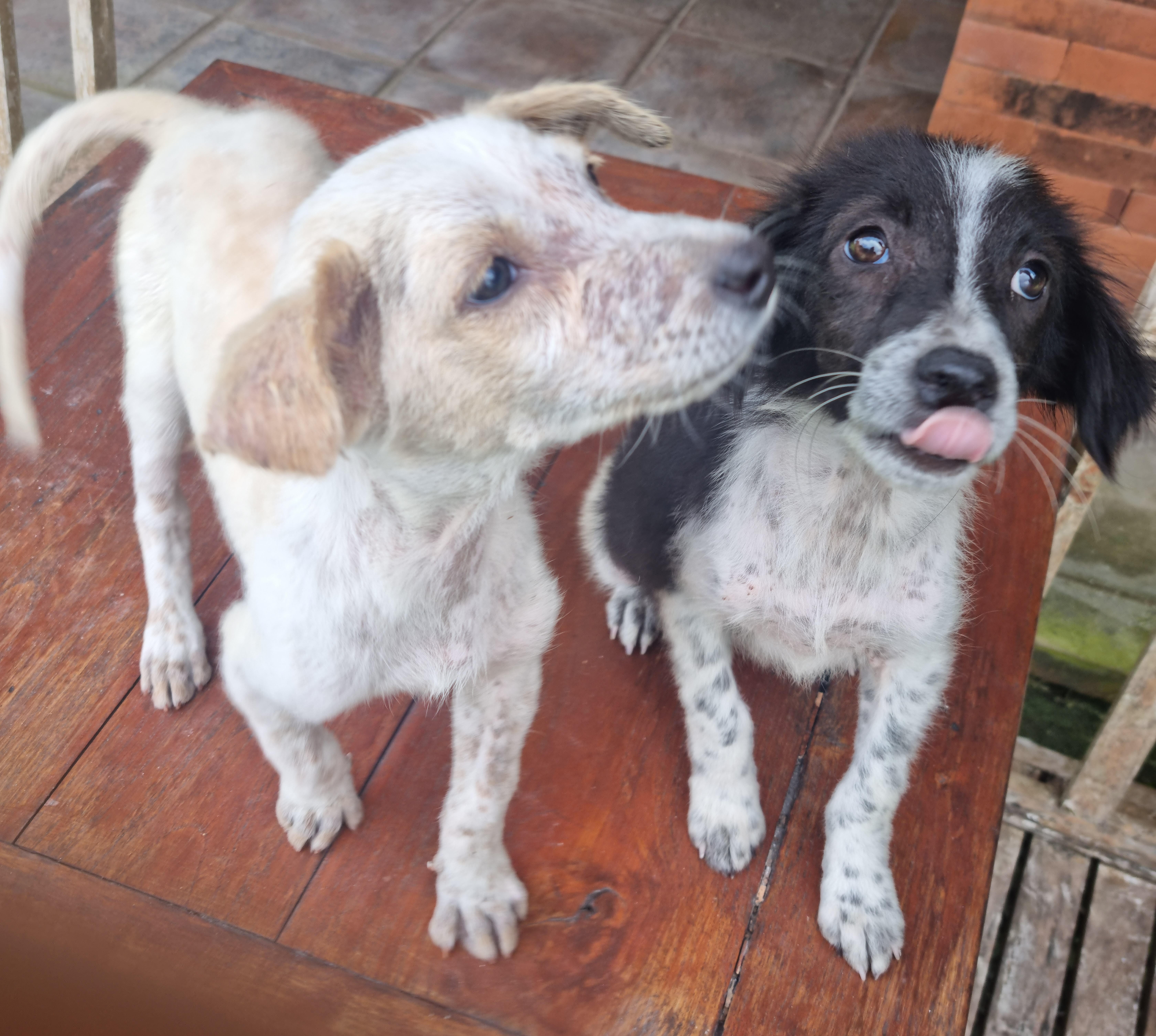 Lola's and Lucy's Legacy campaign photo, 6 of 8