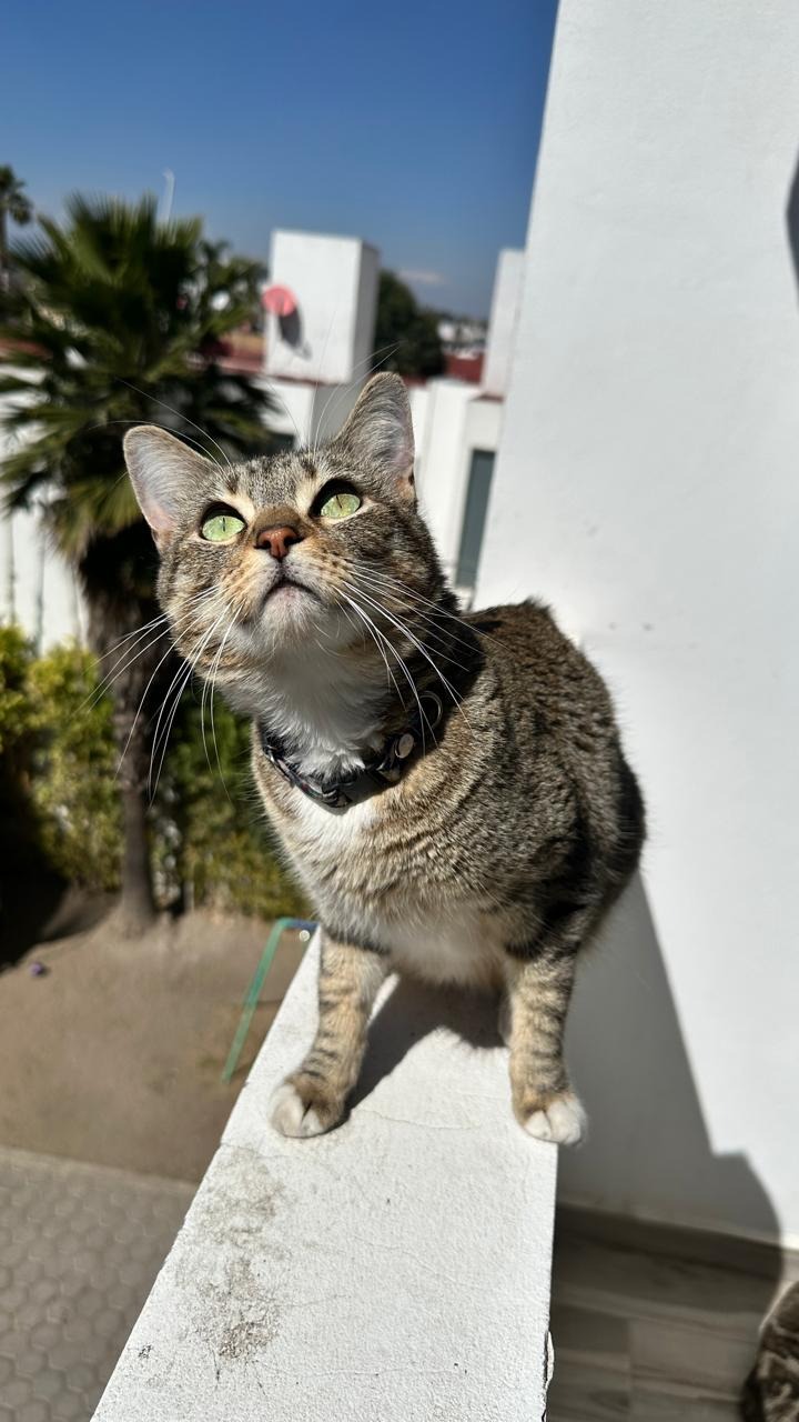 Julieta la gatita campaign photo, 7 of 8