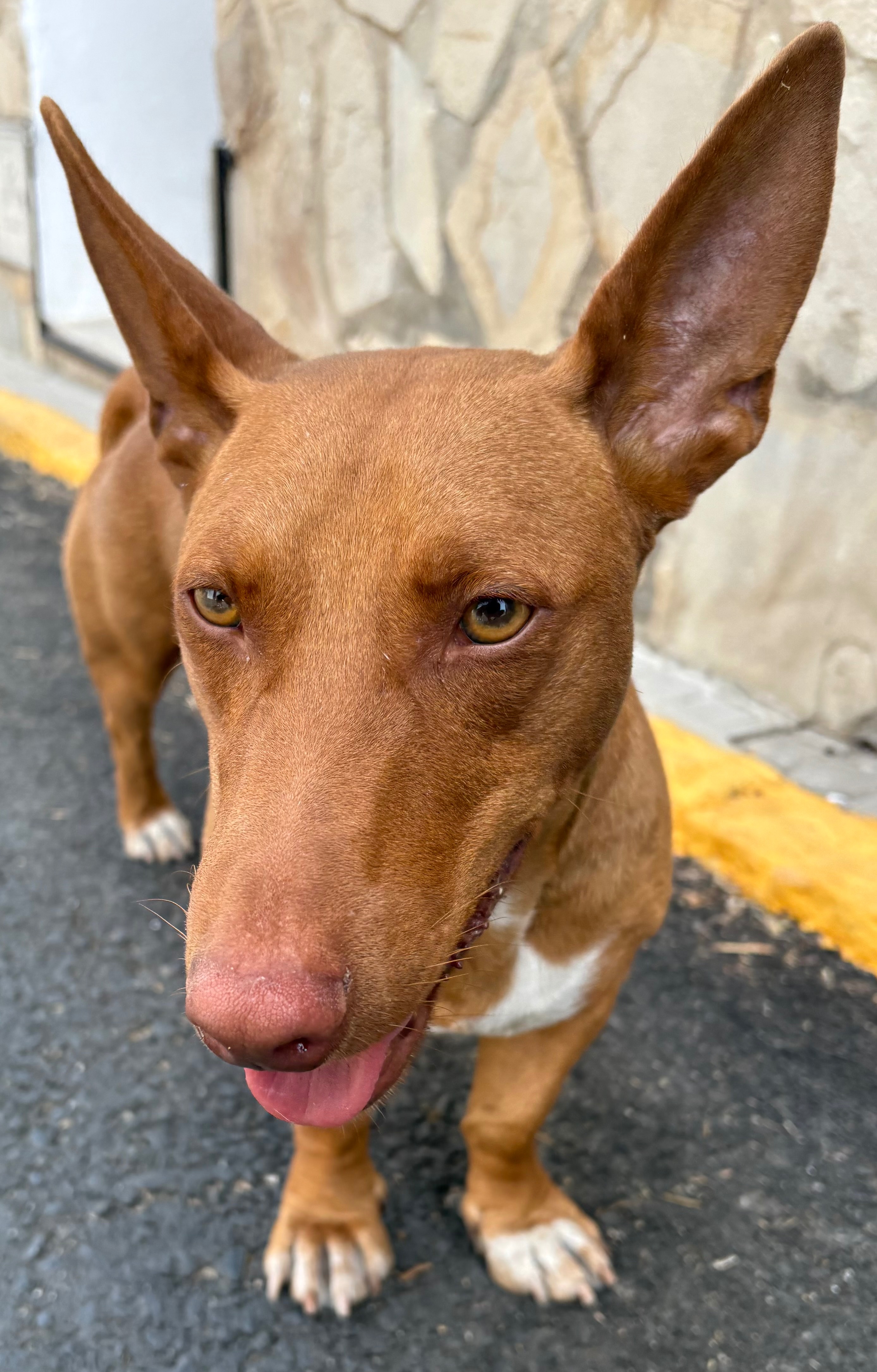 Help Pedro the Podenco Walk Again campaign photo, 7 of 7