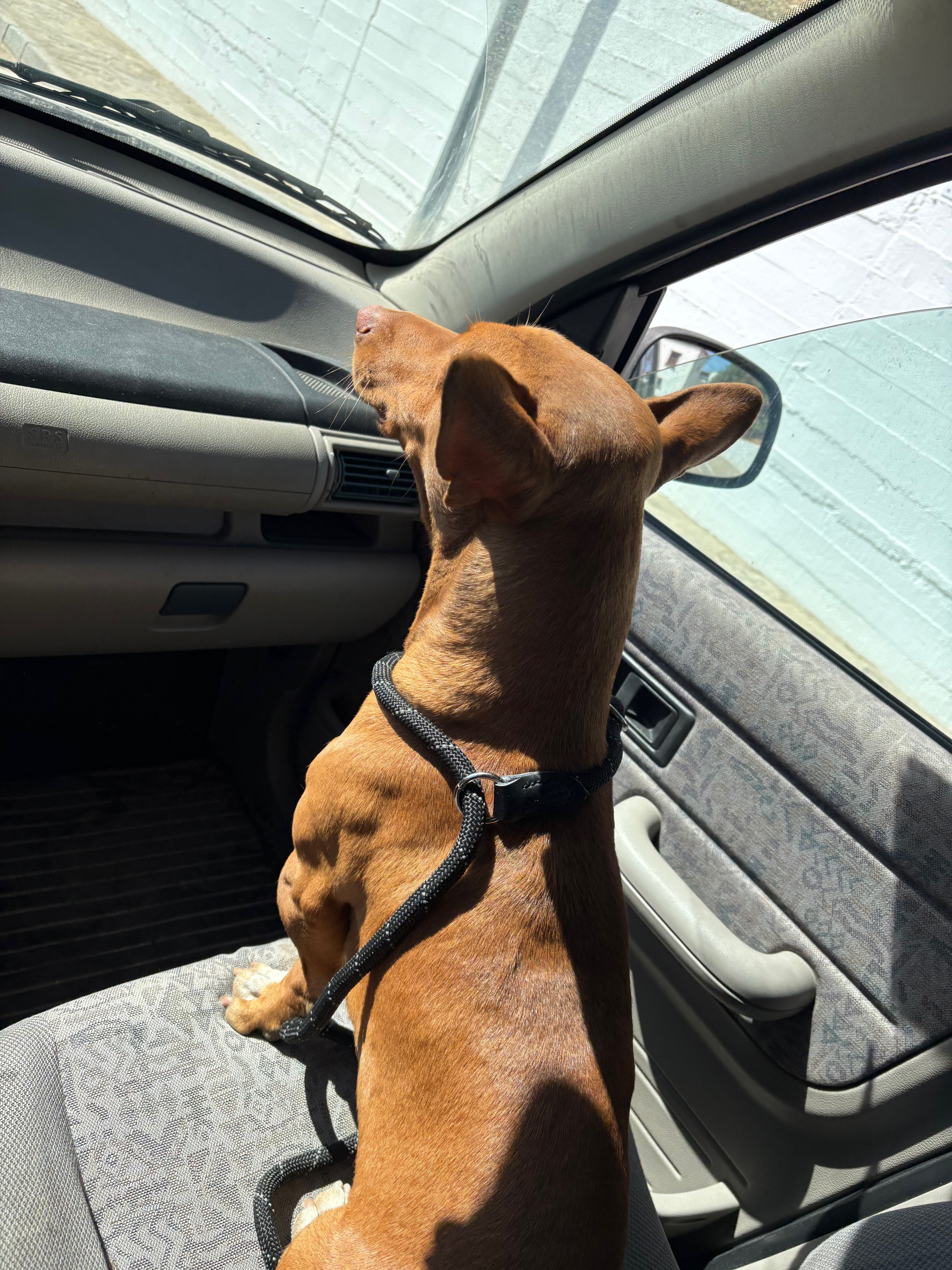 Help Pedro the Podenco Walk Again campaign photo, 2 of 7