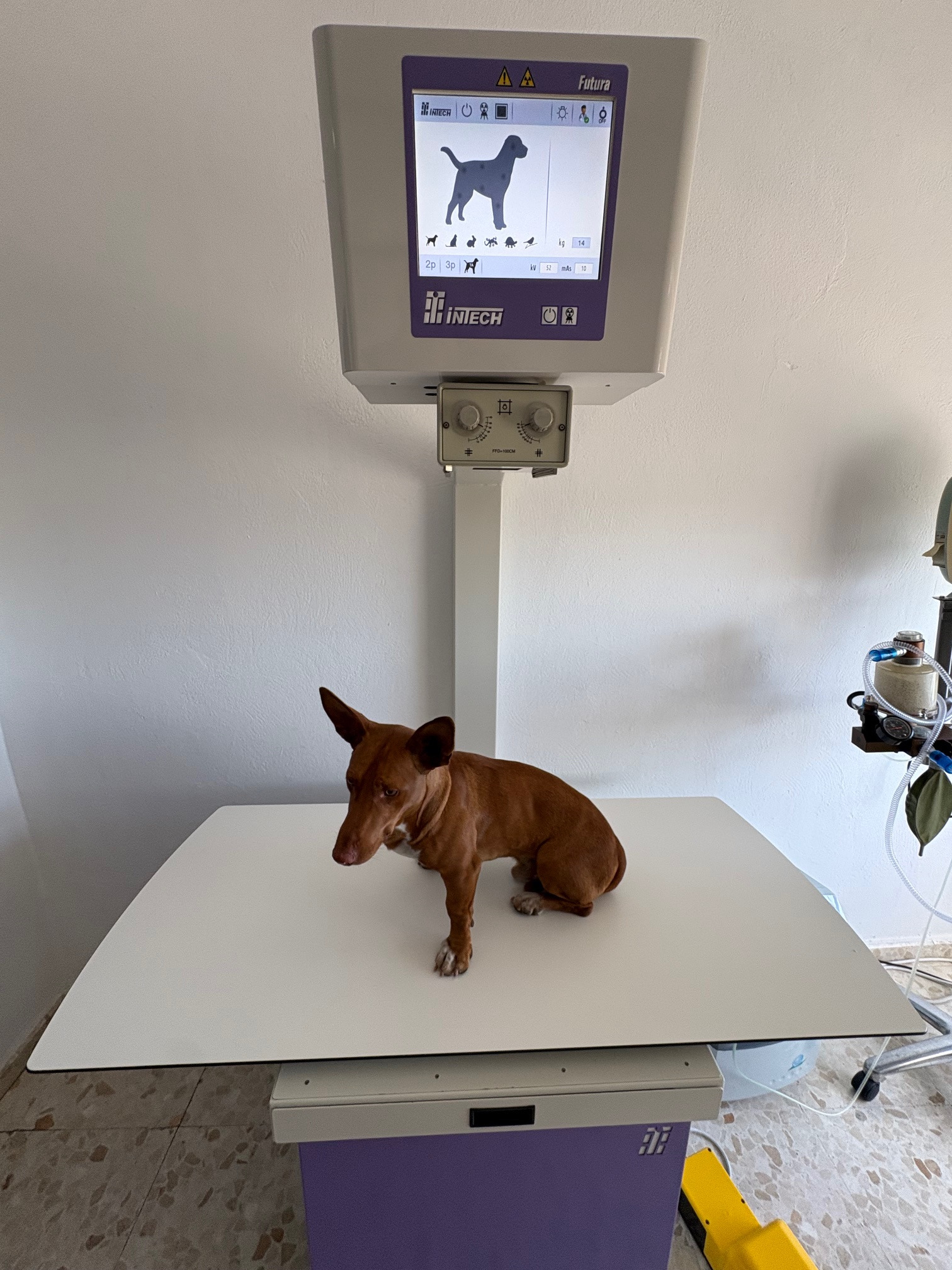 Help Pedro the Podenco Walk Again campaign photo, 5 of 7