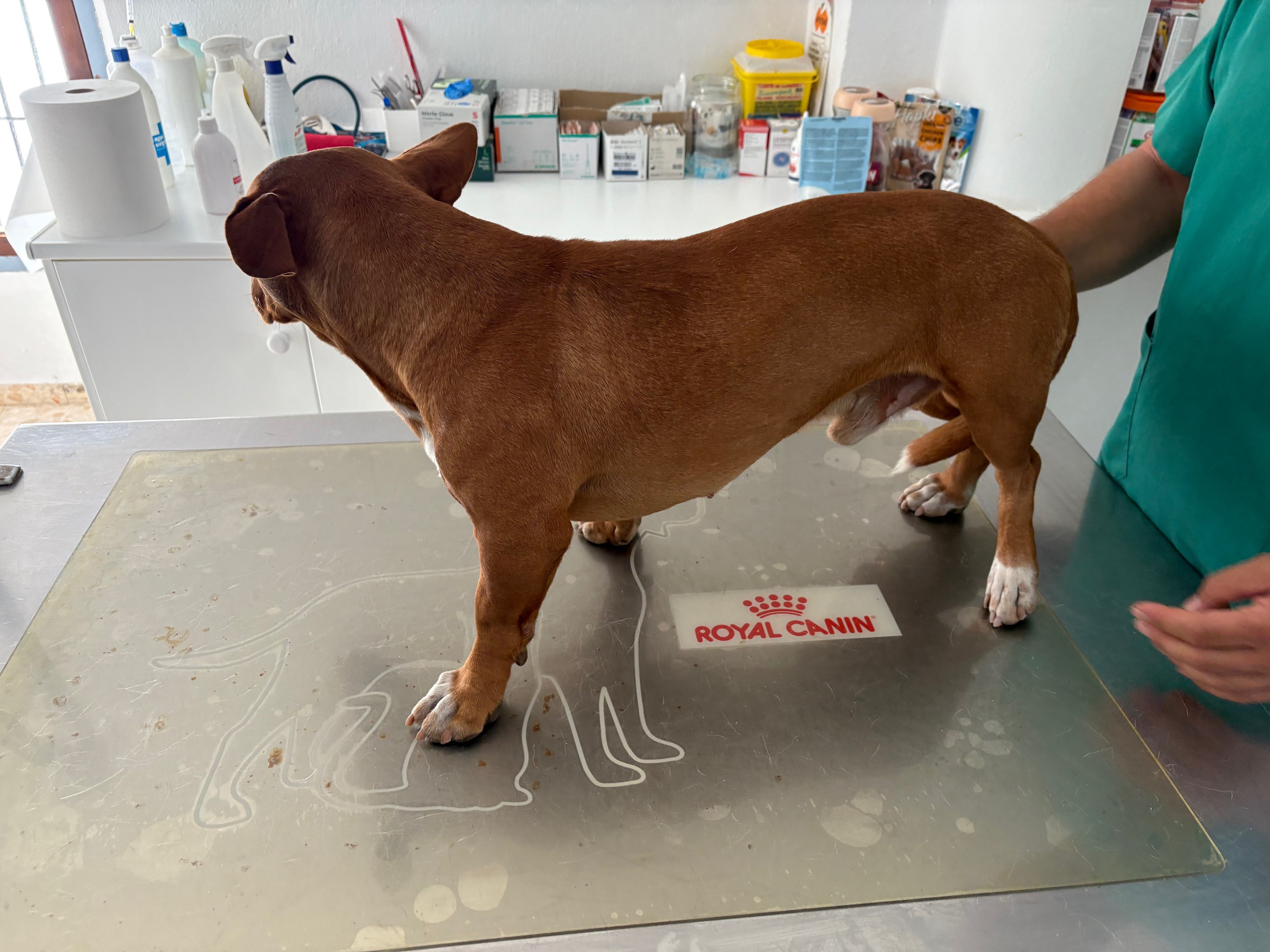 Help Pedro the Podenco Walk Again campaign photo, 6 of 7