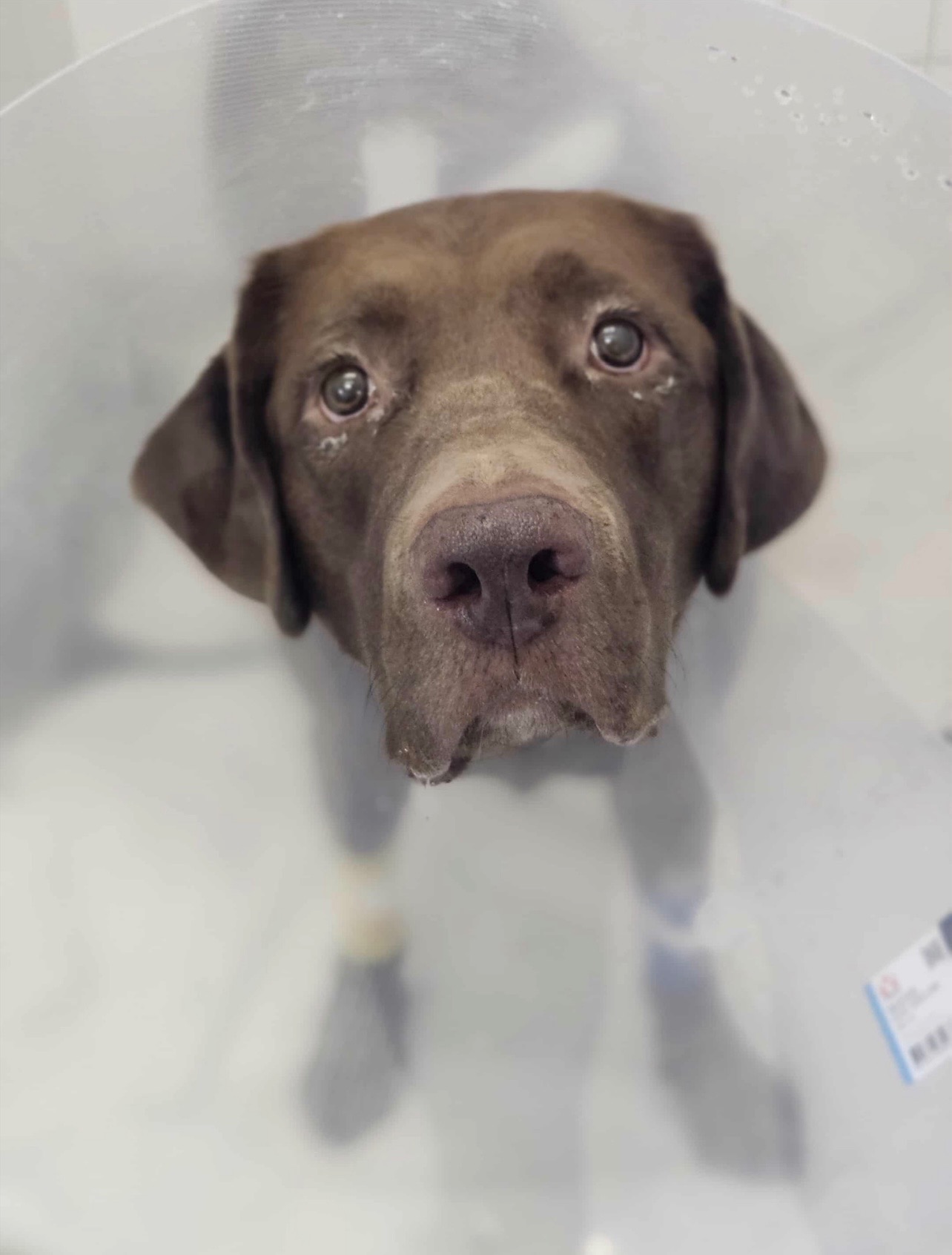 HELP Our 3-Year-Old Dog Beanie Get Chemotherapy for Cancer campaign photo, 4 of 8