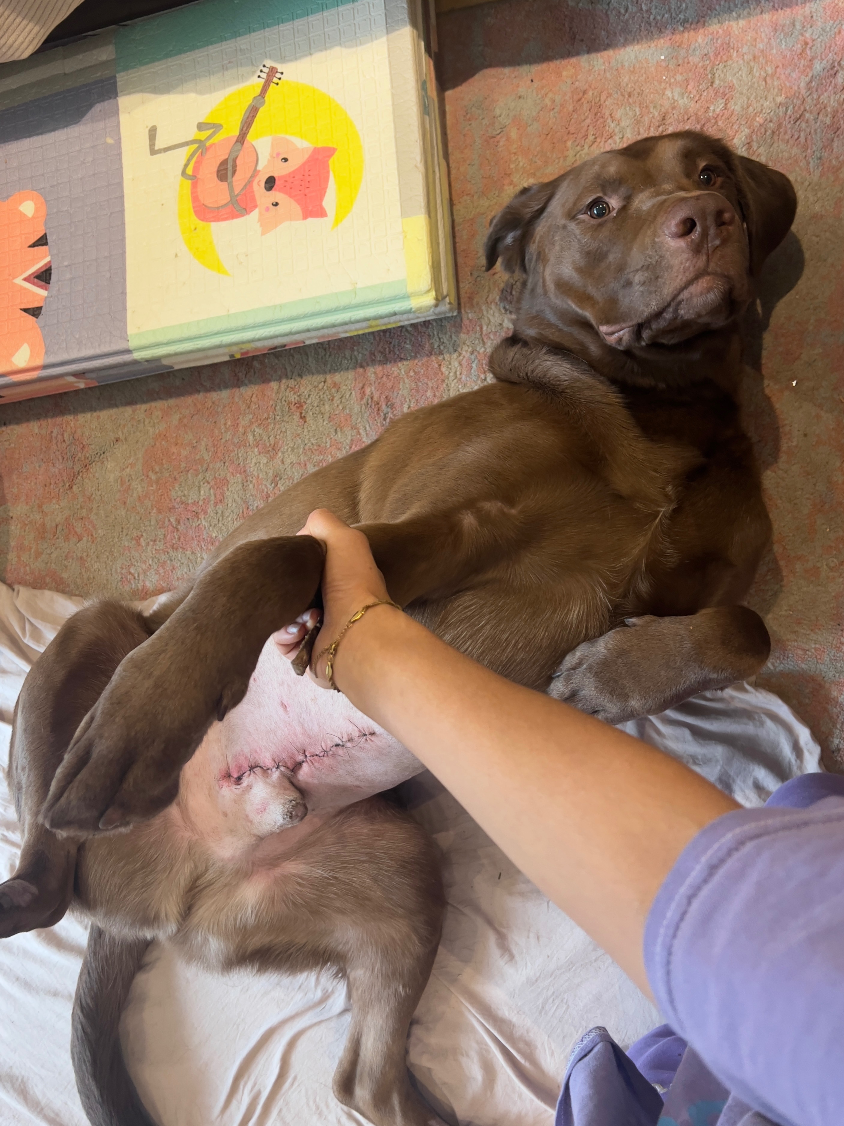 HELP Our 3-Year-Old Dog Beanie Get Chemotherapy for Cancer campaign photo, 5 of 8