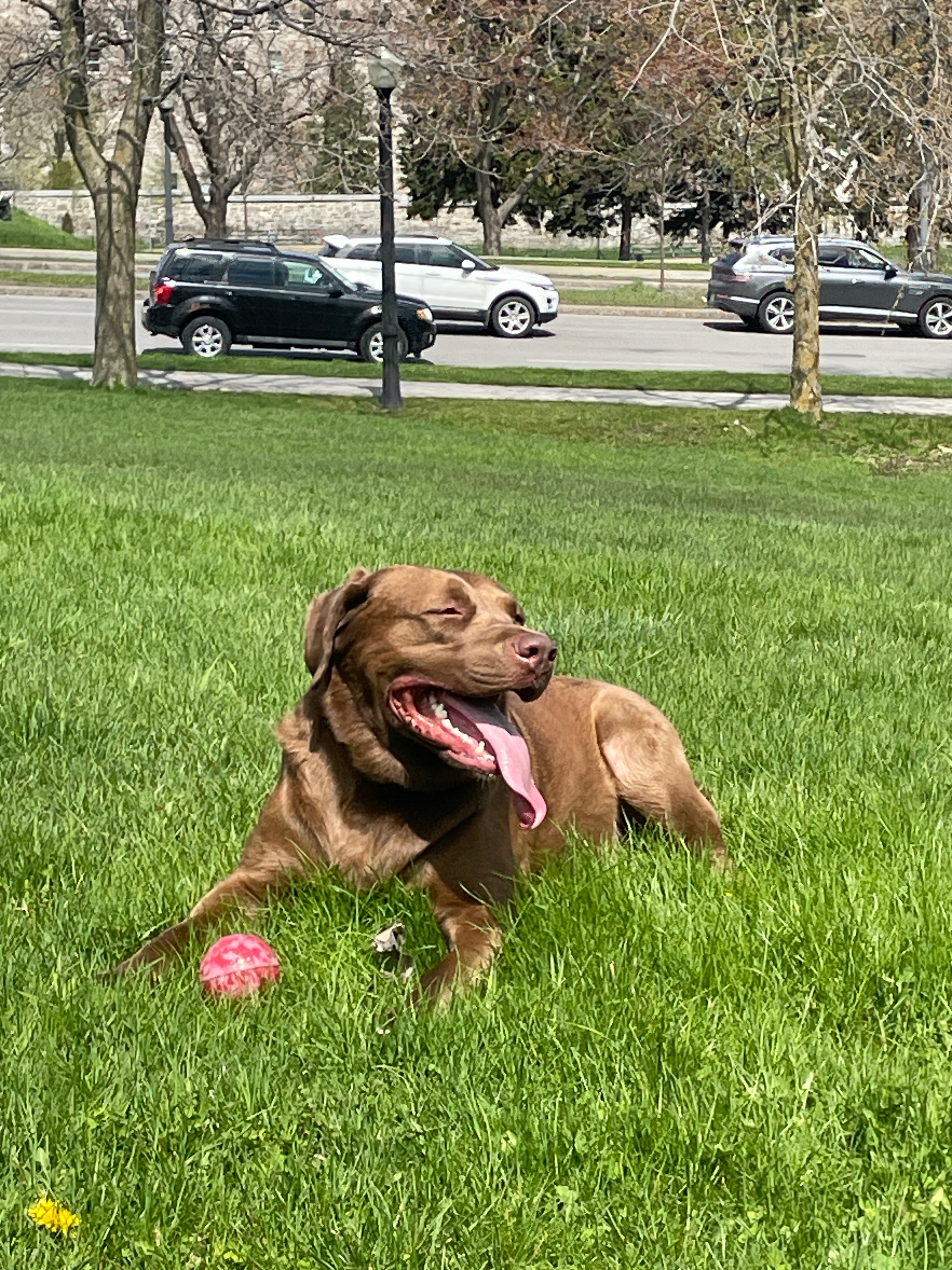 HELP Our 3-Year-Old Dog Beanie Get Chemotherapy for Cancer campaign photo, 6 of 8