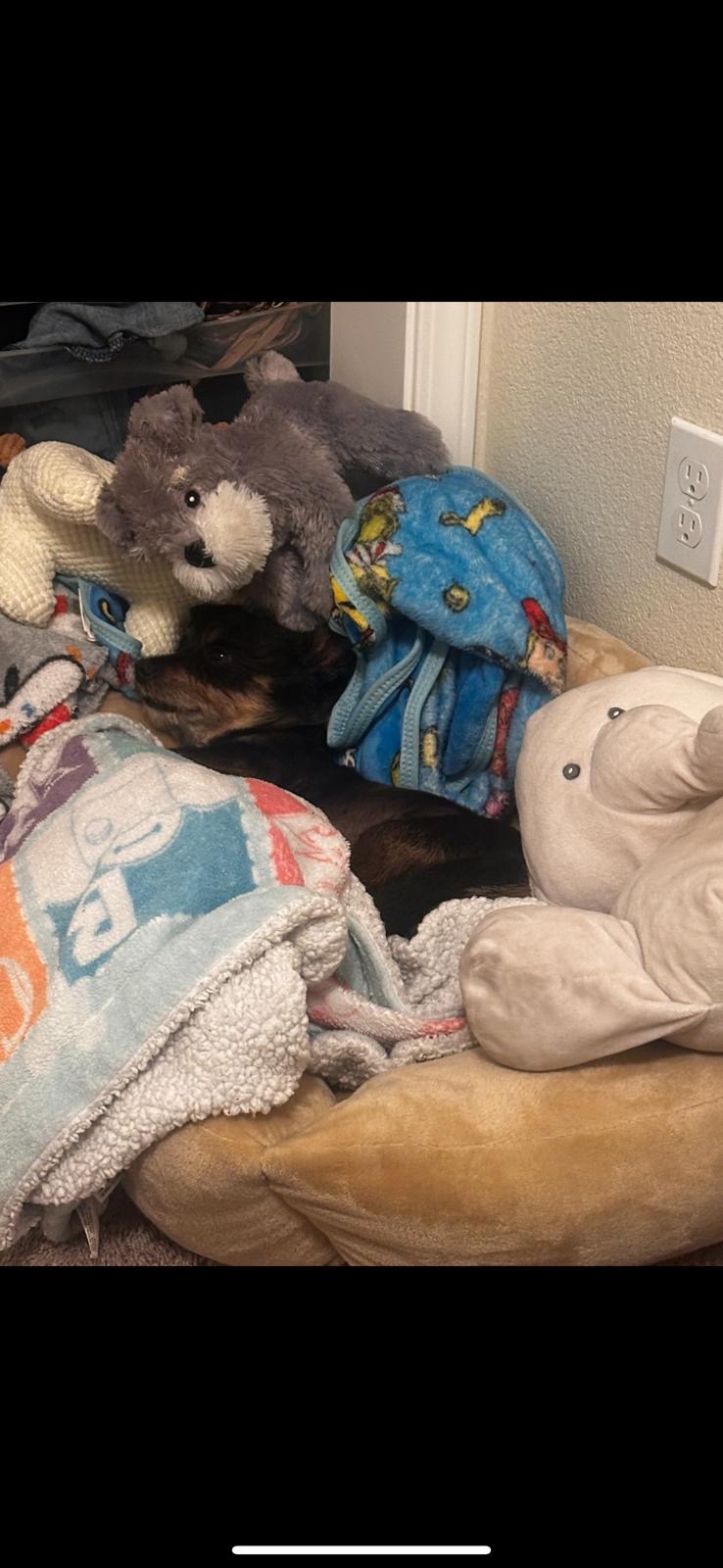 Jazmin & Watson Need Us: Stray Dog Attack Relief campaign photo, 5 of 7