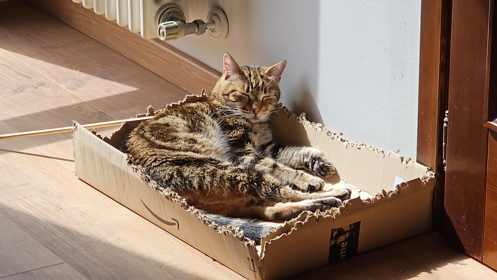 Una speranza per Luke, la mascotte di SkyForge Sabers photo