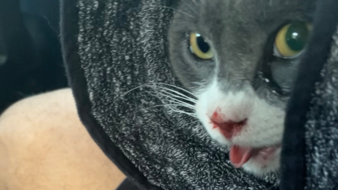 Support Needed for Cat's Medical Bills pinned link photo