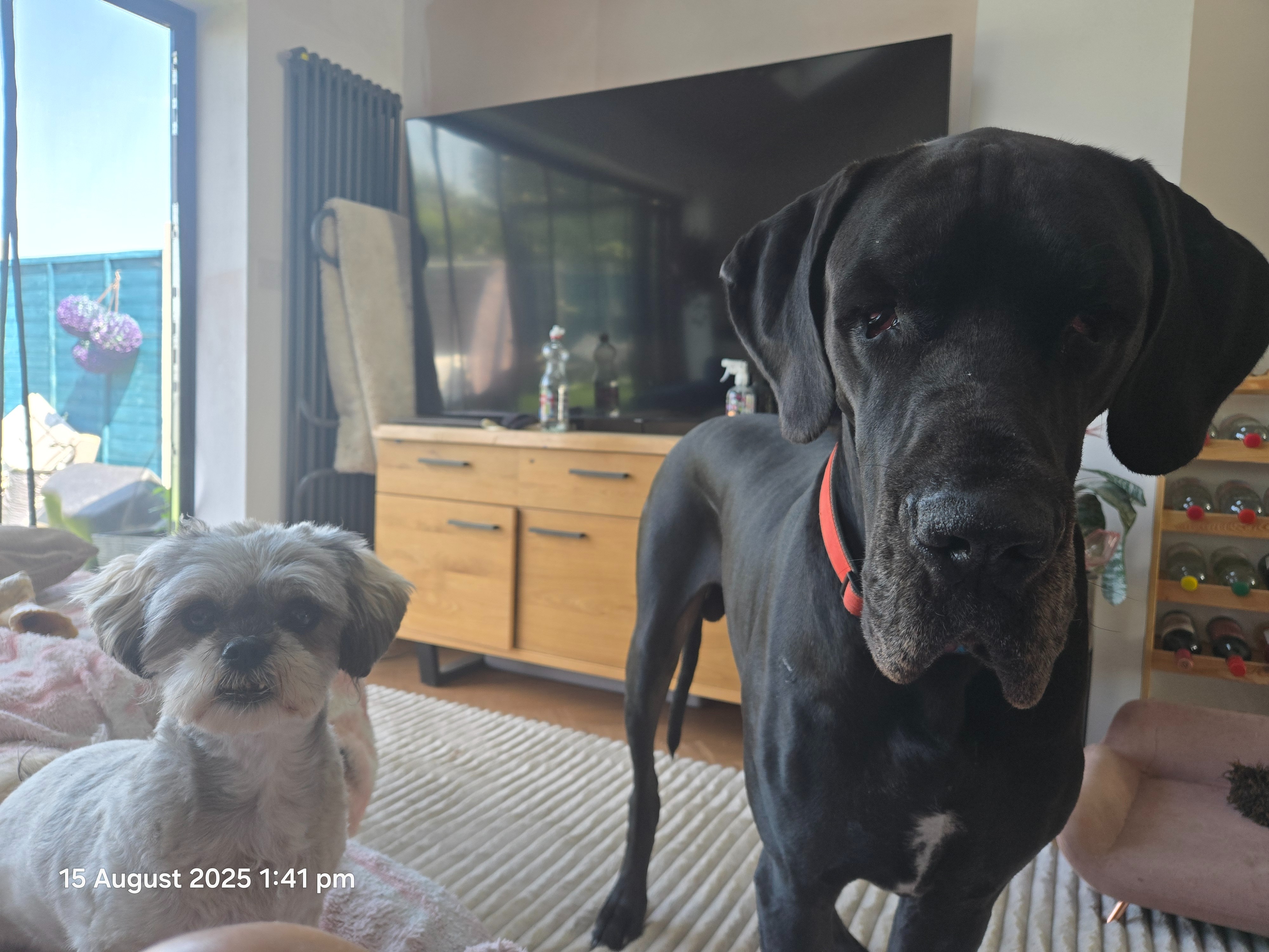 Please help Dave - my gentle giant campaign photo, 2 of 5