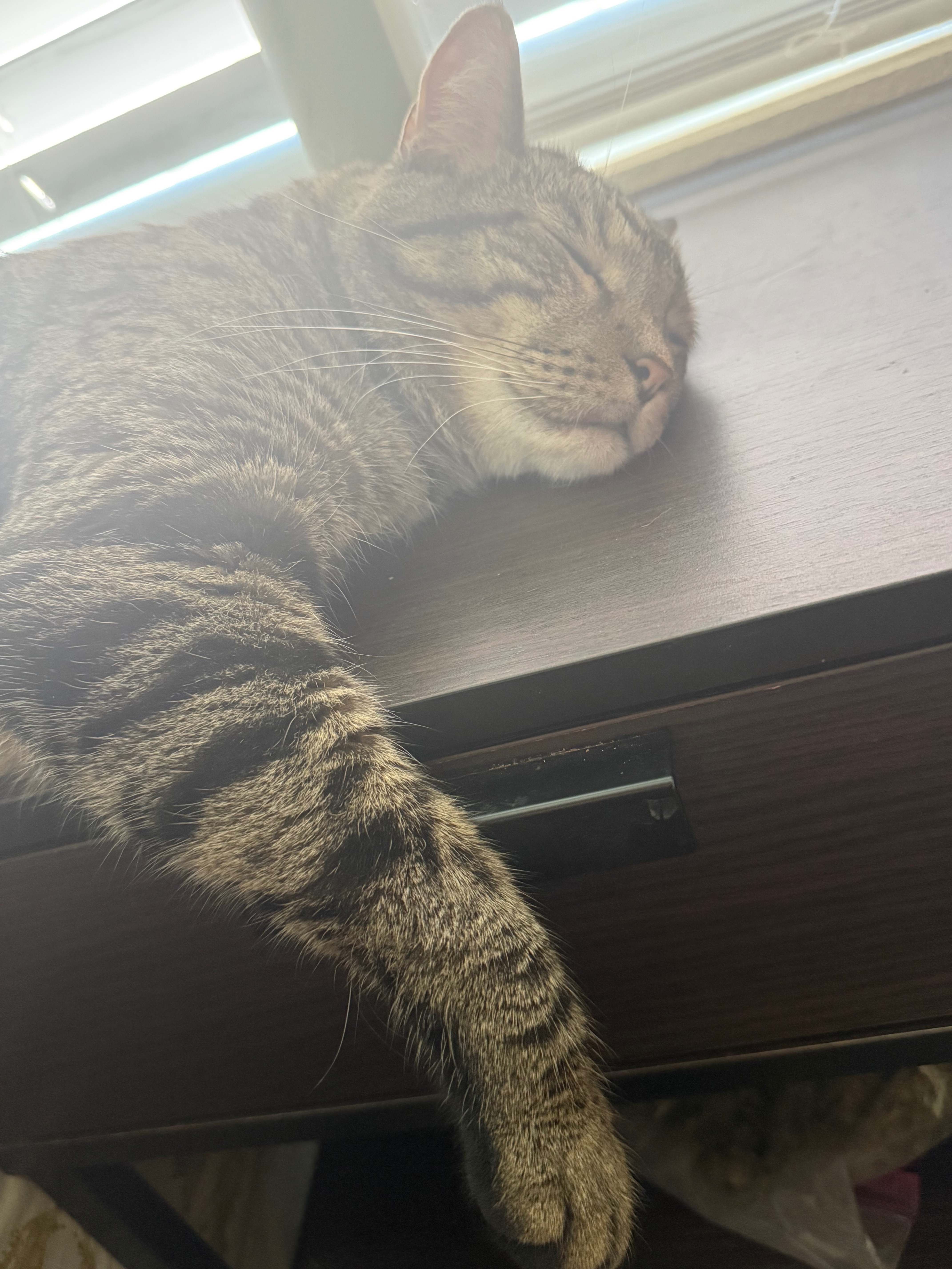Help Frosty Heal: Urgent Dental Surgery Needed campaign photo, 2 of 6