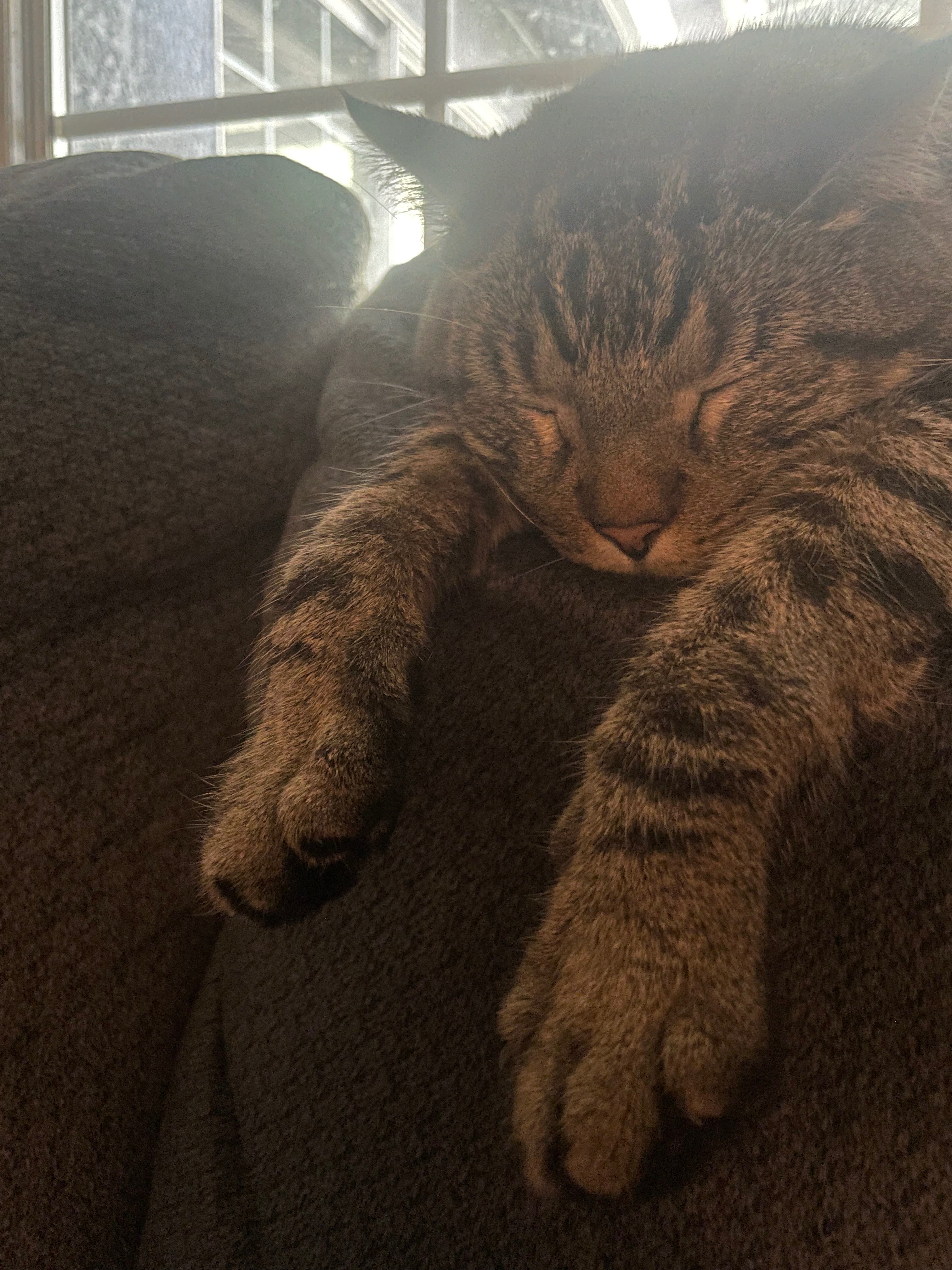 Help Frosty Heal: Urgent Dental Surgery Needed campaign photo, 5 of 6