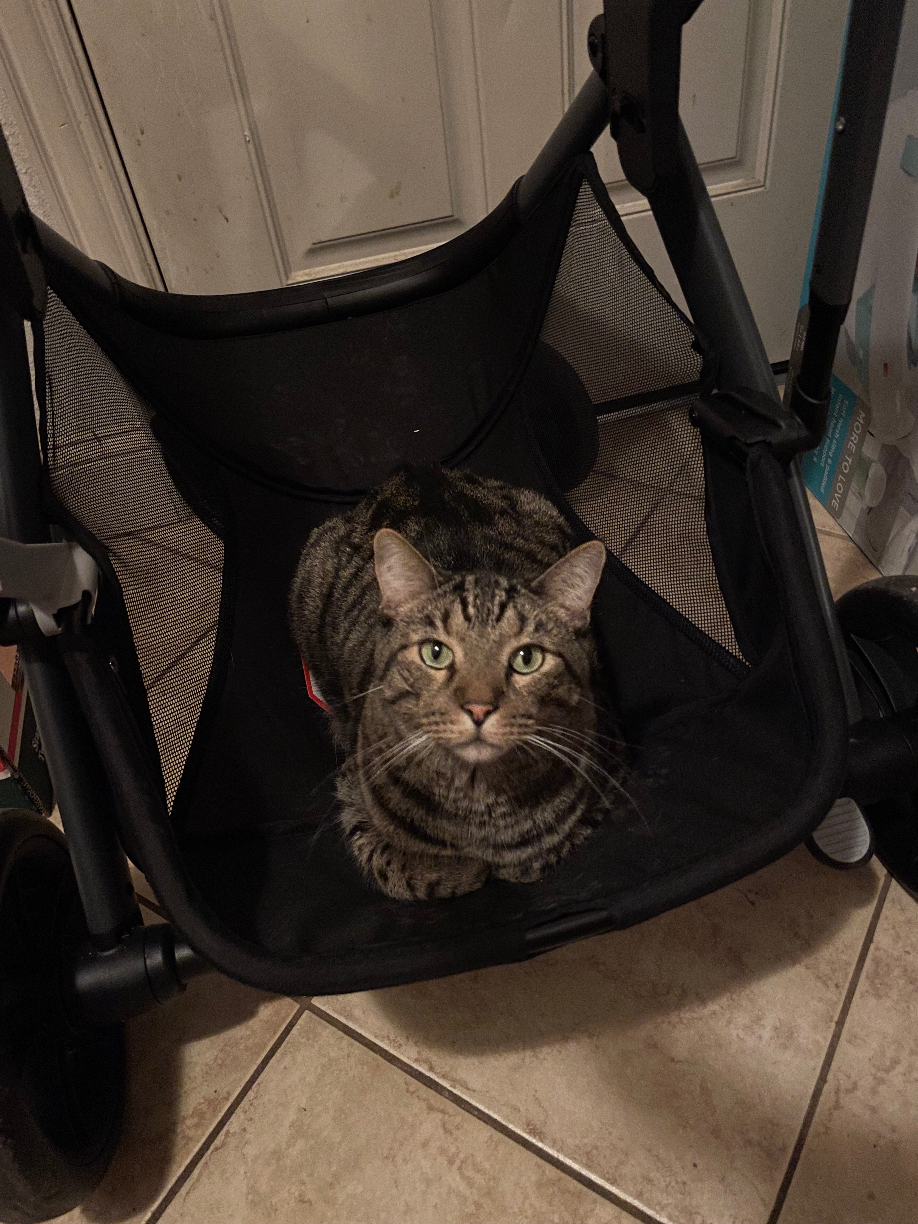 Help Frosty Heal: Urgent Dental Surgery Needed campaign photo, 4 of 6