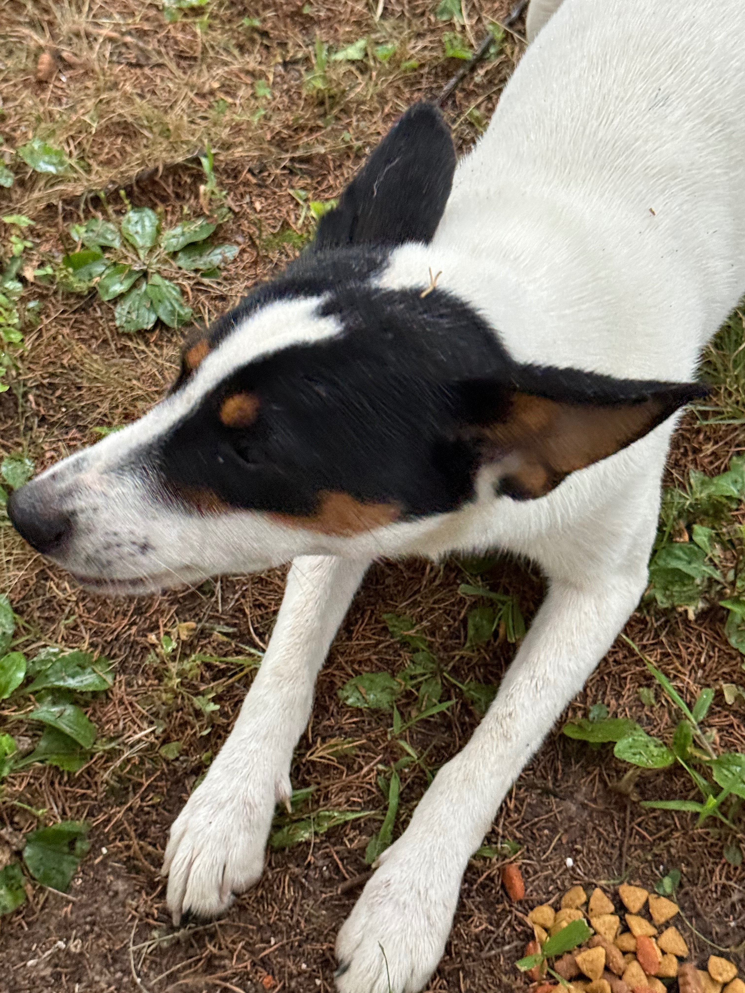 Sam, Chestnut and Dumpling rescue campaign photo, 2 of 6