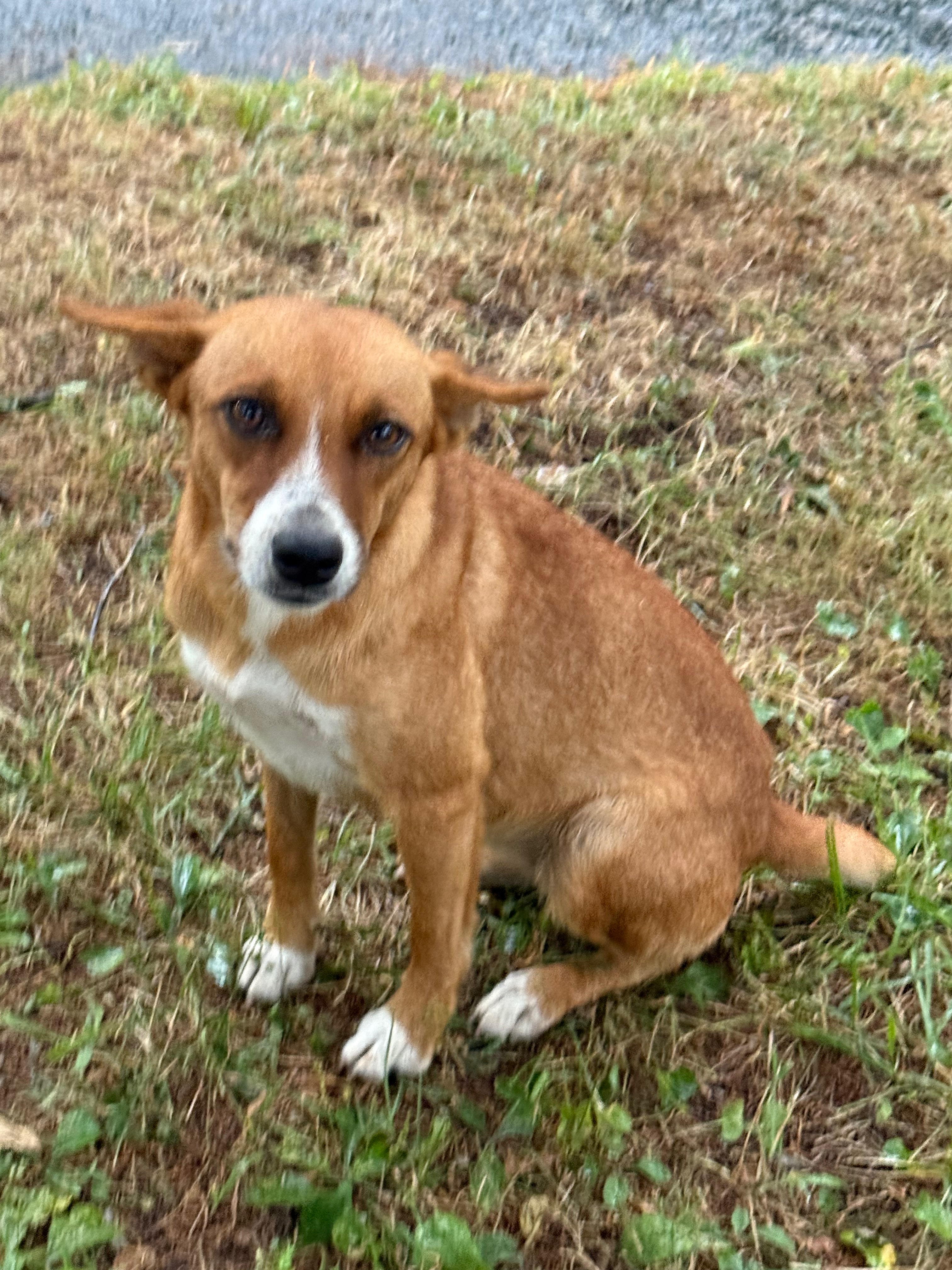 Sam, Chestnut and Dumpling rescue campaign photo, 5 of 6
