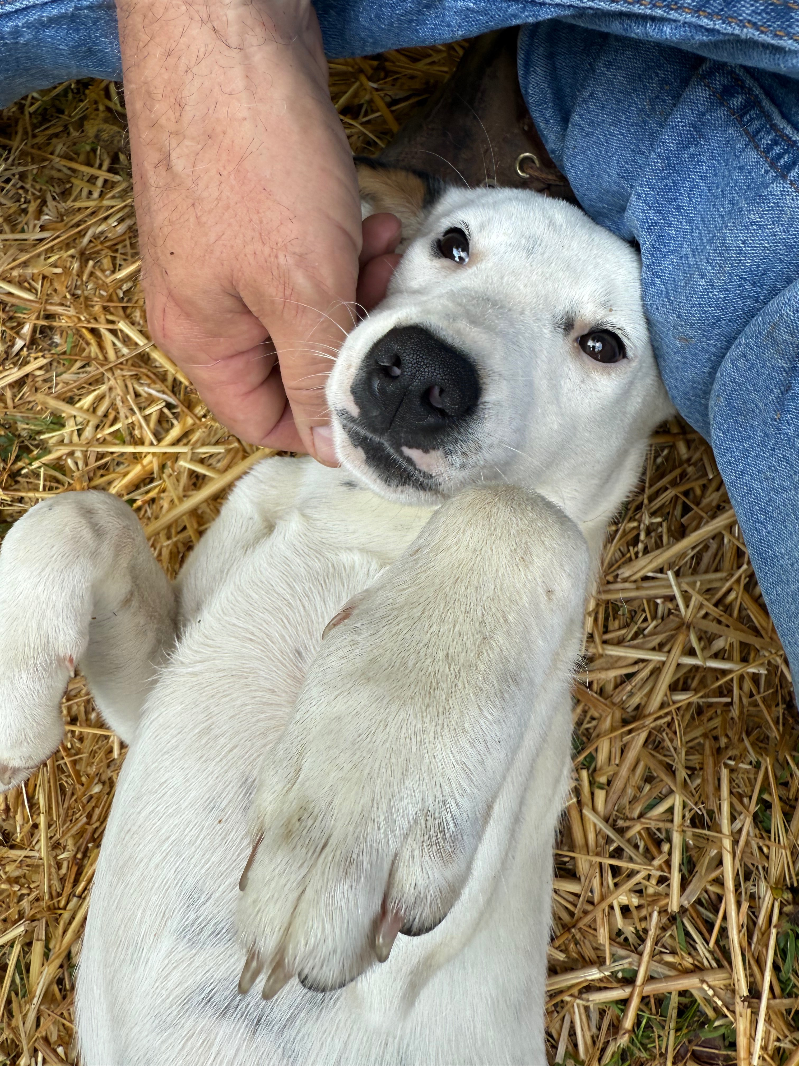 Sam, Chestnut and Dumpling rescue campaign photo, 4 of 6