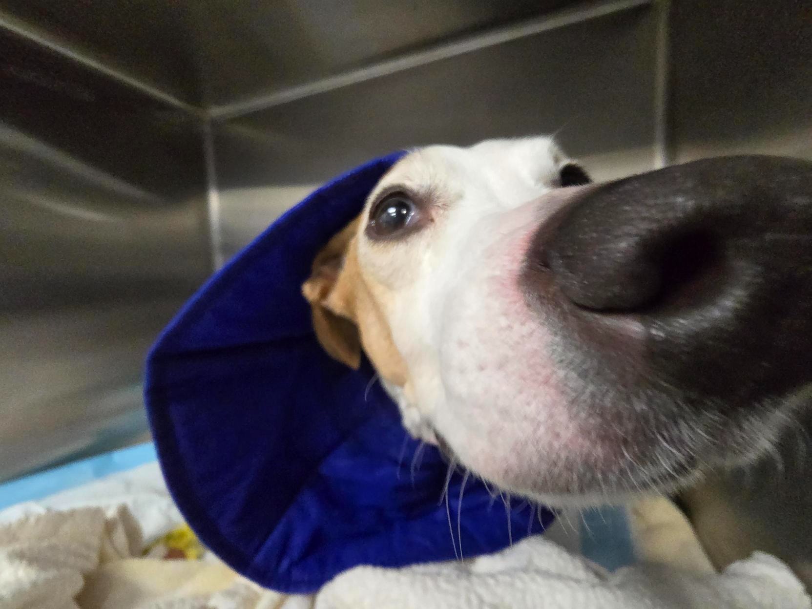 Help Oscar Recover From Major Surgery campaign photo, 4 of 5