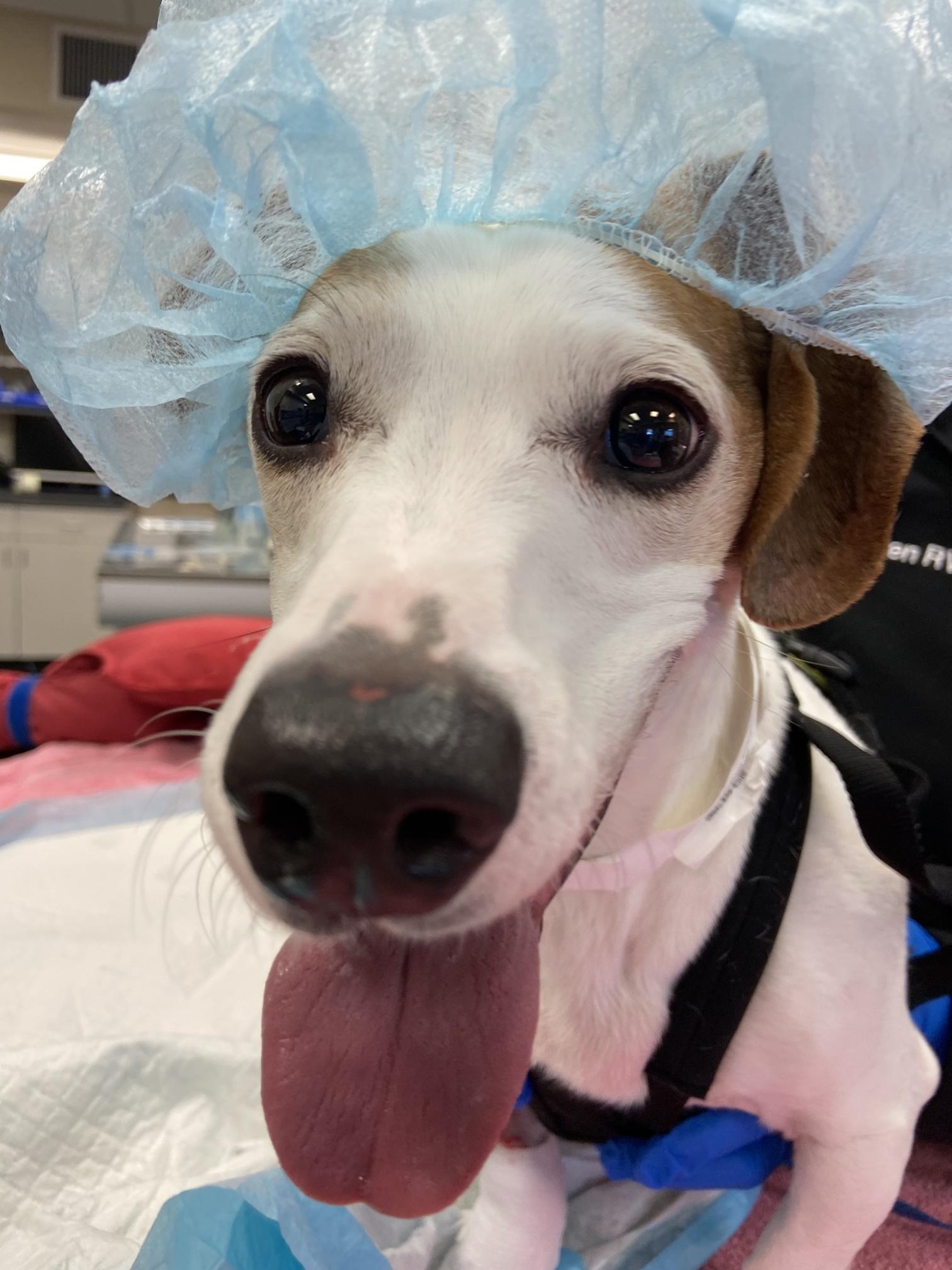 Help Oscar Recover From Major Surgery campaign photo, 2 of 5