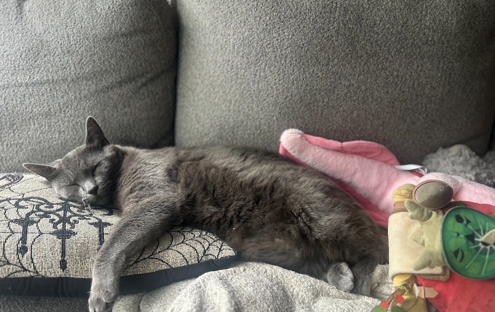 Support Dusty's urgent leg amputation! campaign photo, 4 of 5